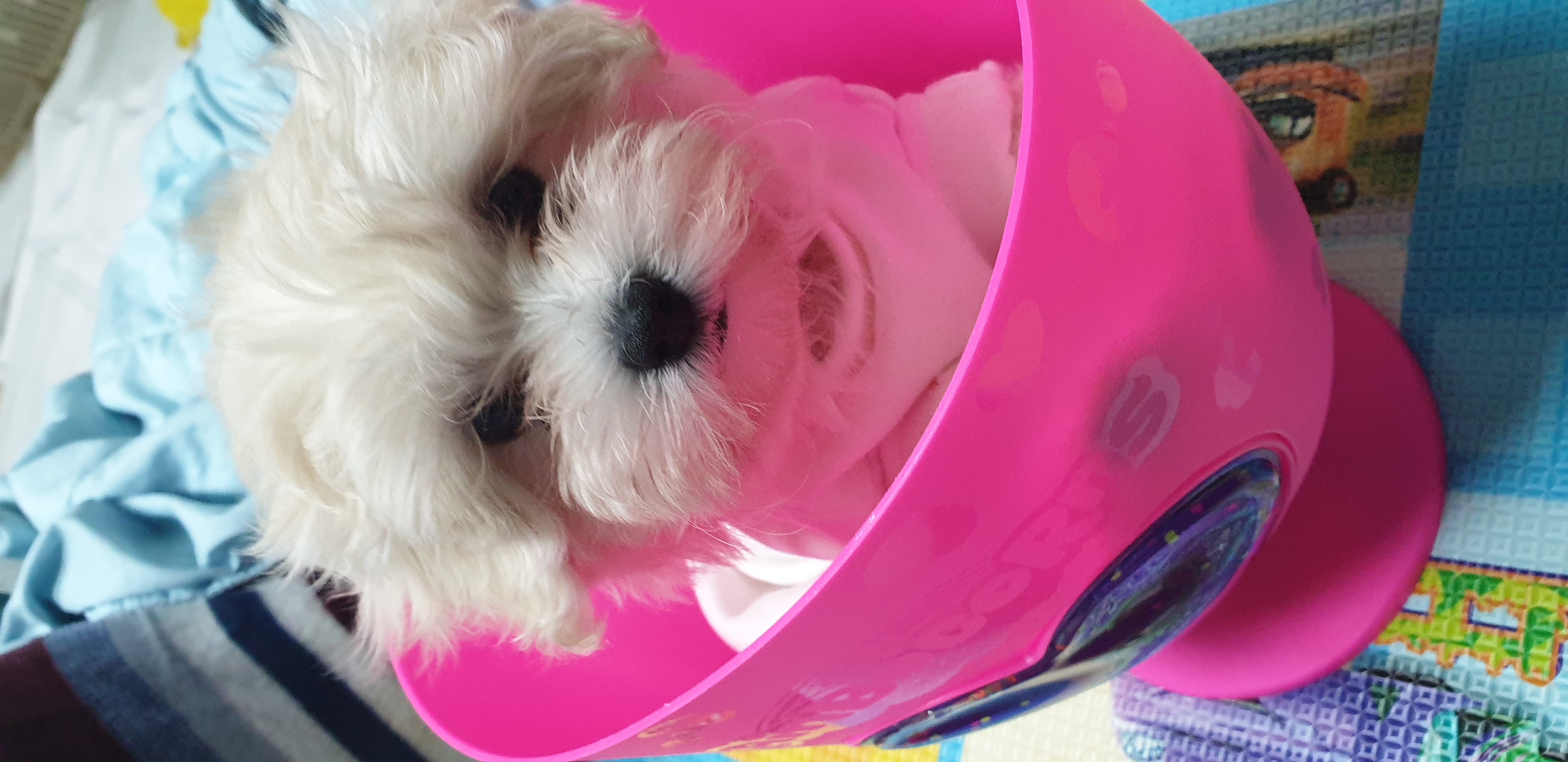 구름이 온지 일주일~(곤지암 청일이)