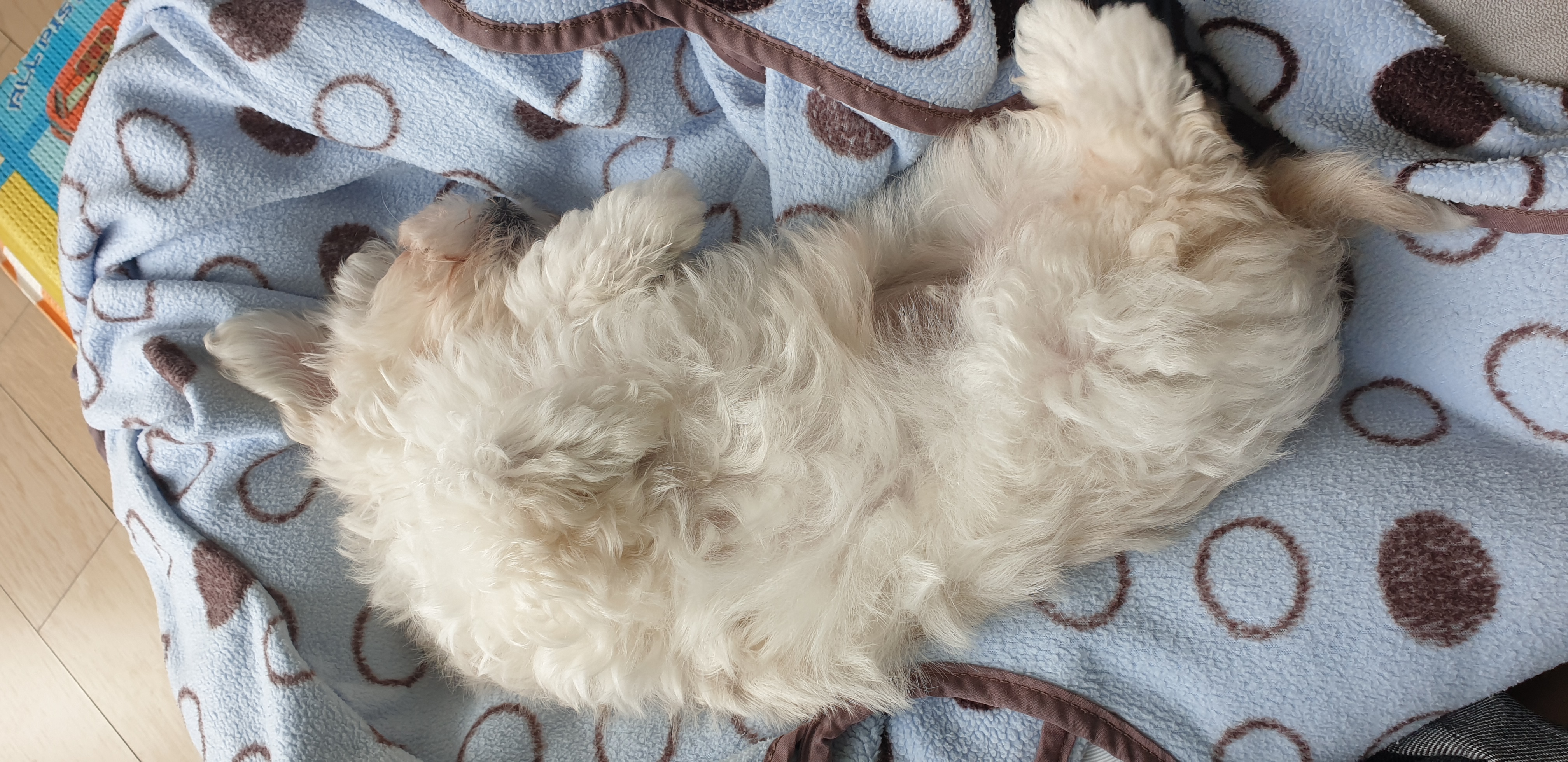 구름이 온지 일주일~(곤지암 청일이)