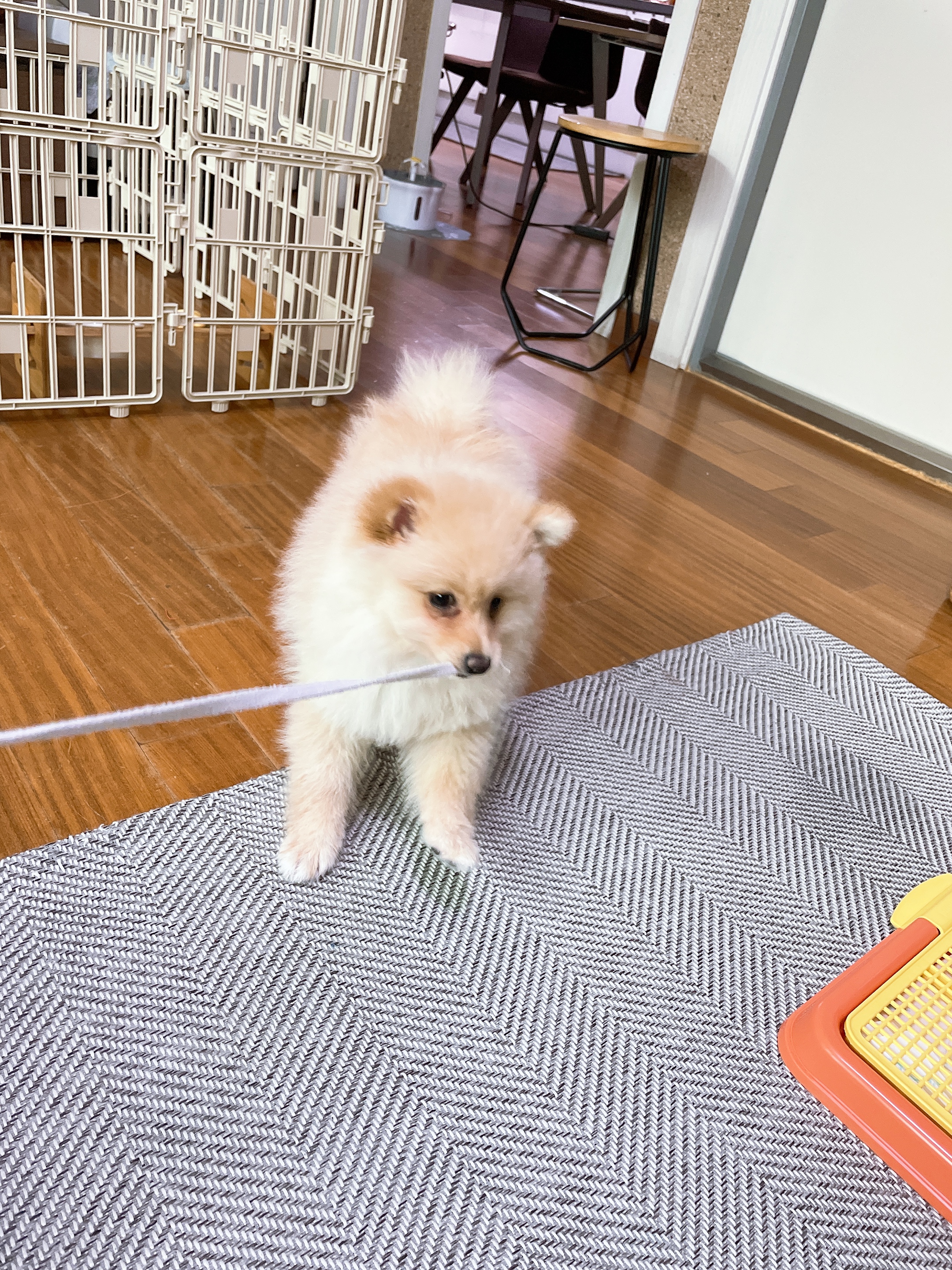 노을이 (곤지암 보일)입양 후 일주일이야기