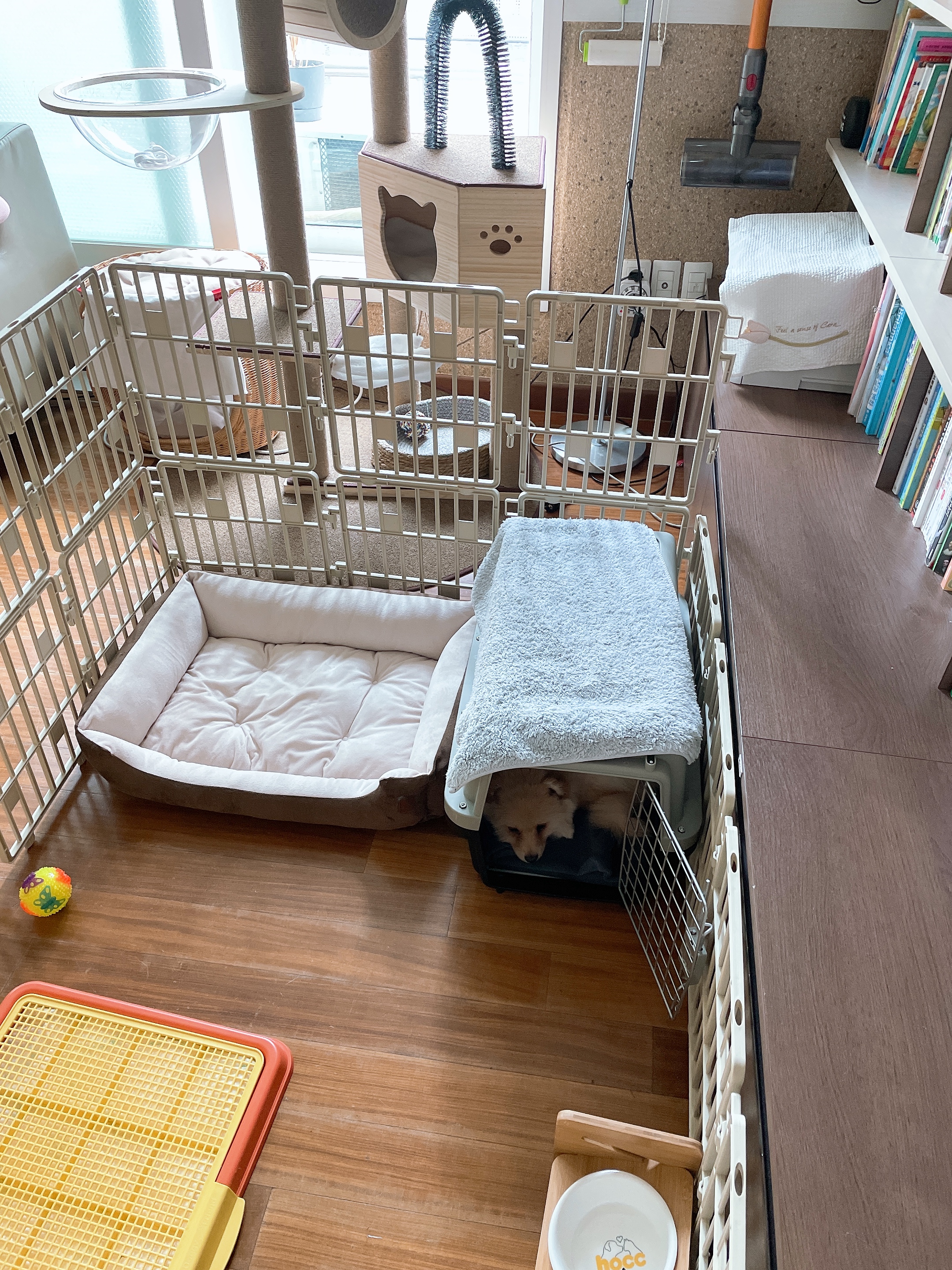 노을이 (곤지암 보일)입양 후 일주일이야기