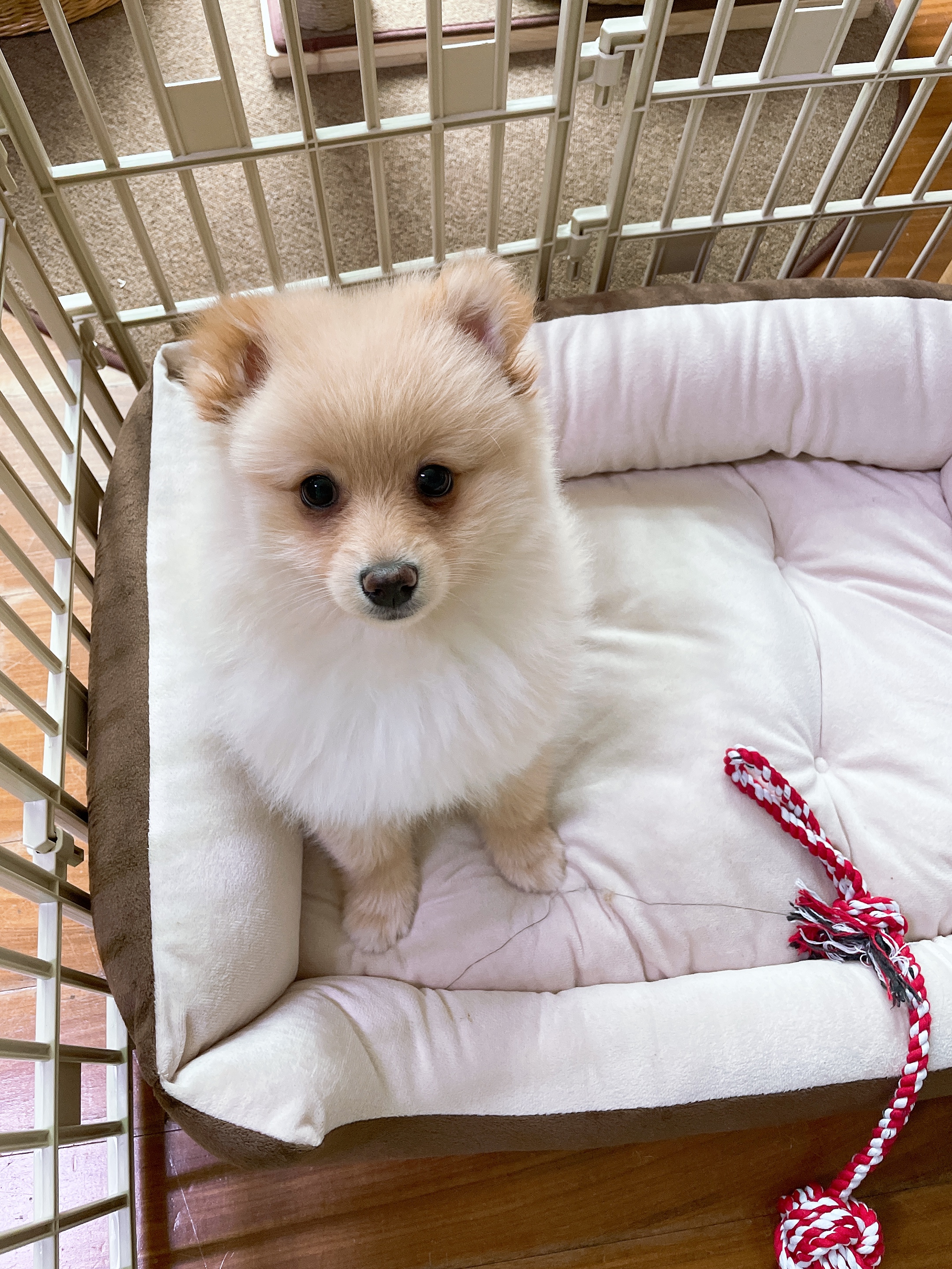 노을이 (곤지암 보일)입양 후 일주일이야기