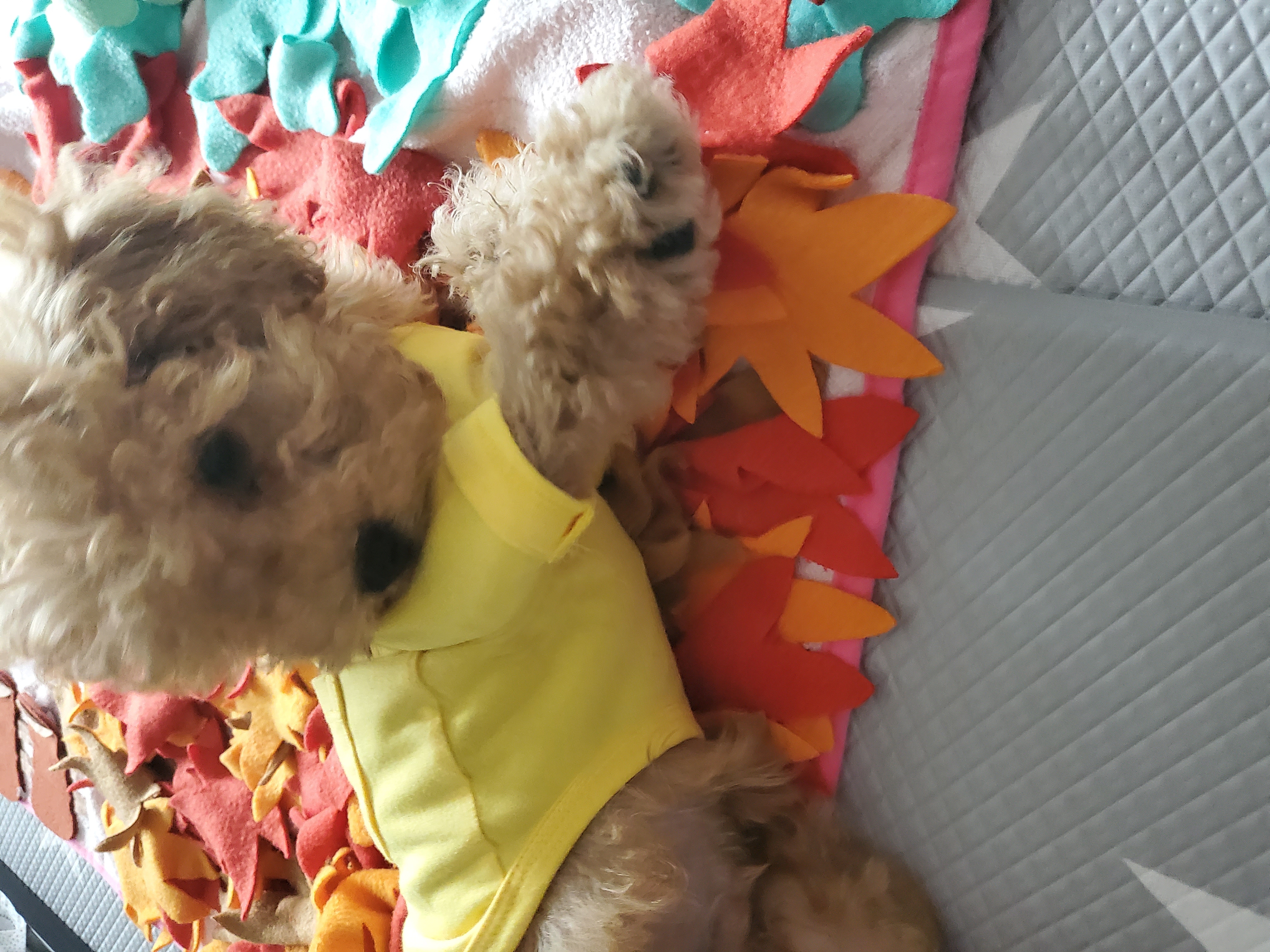 해피 입양. 일주일