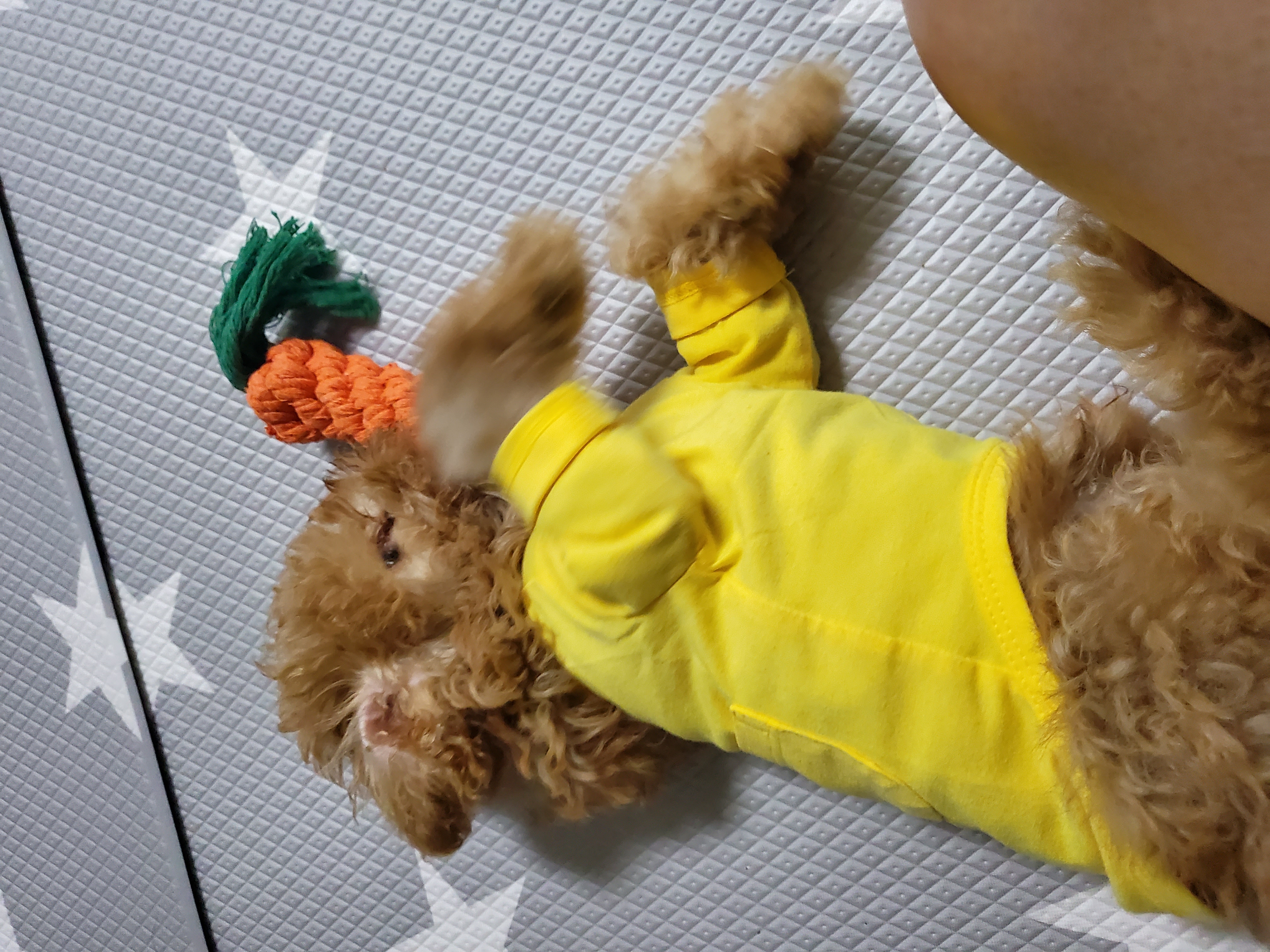 해피 입양. 일주일