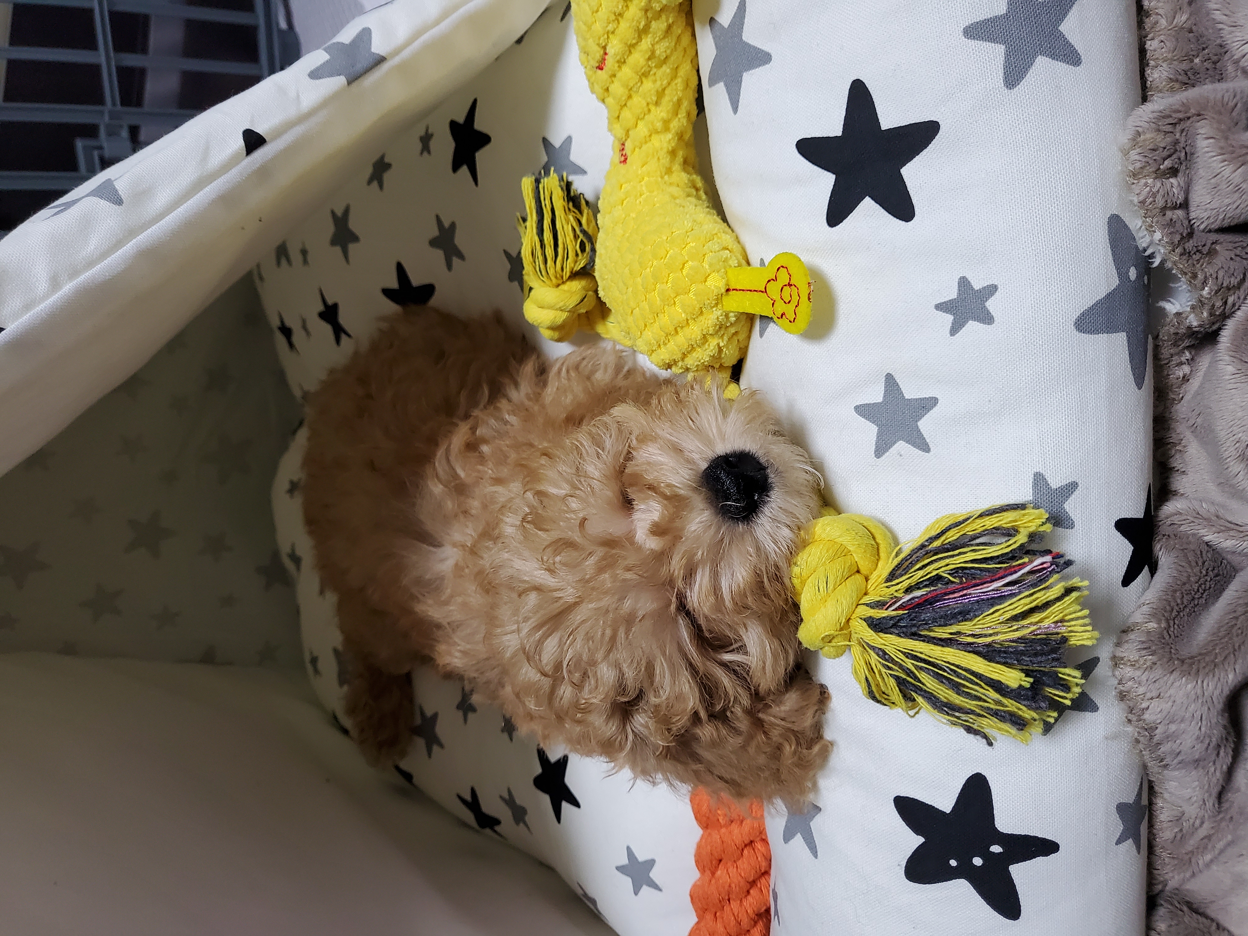 해피 입양. 일주일