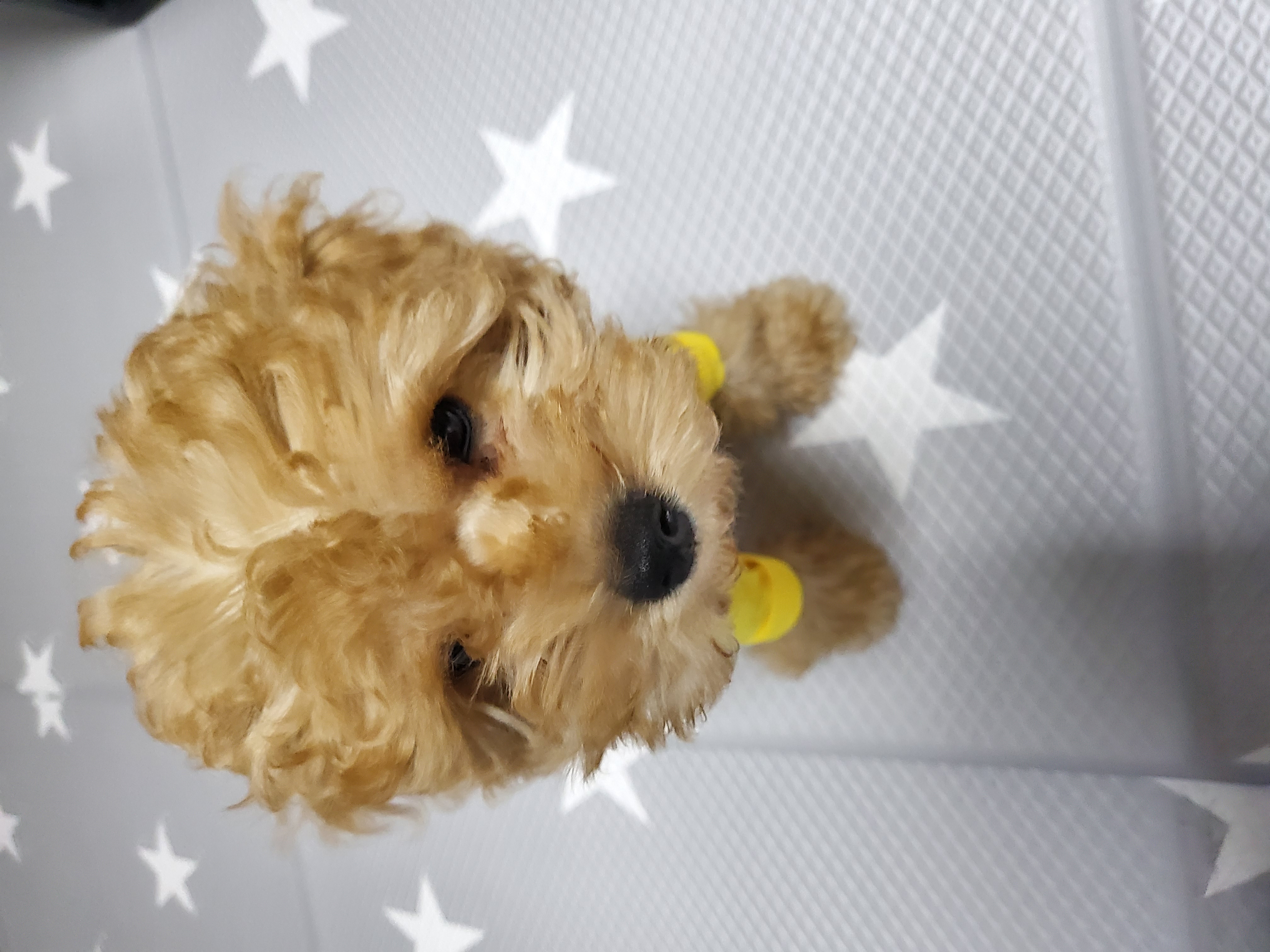 해피 입양. 일주일