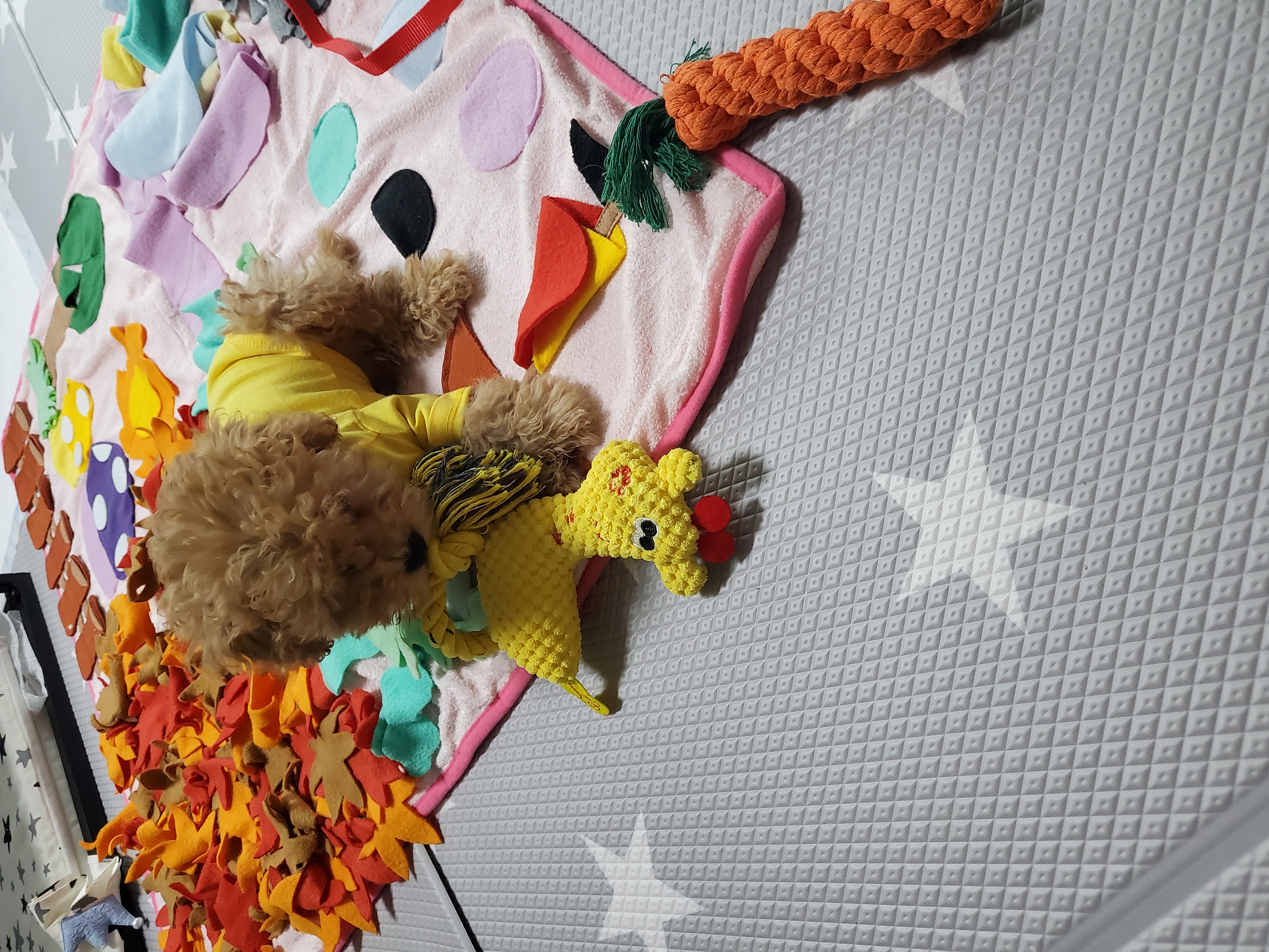 해피 입양. 일주일