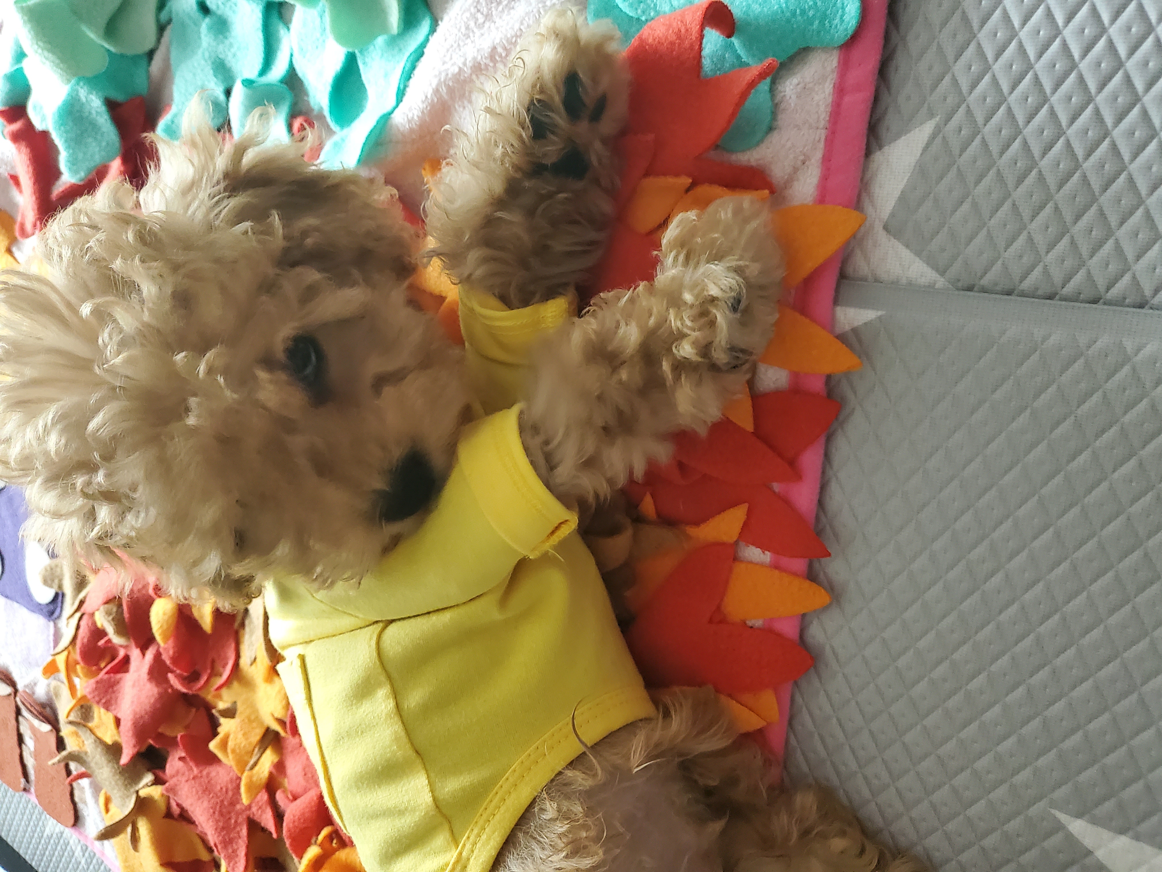 해피 입양. 일주일