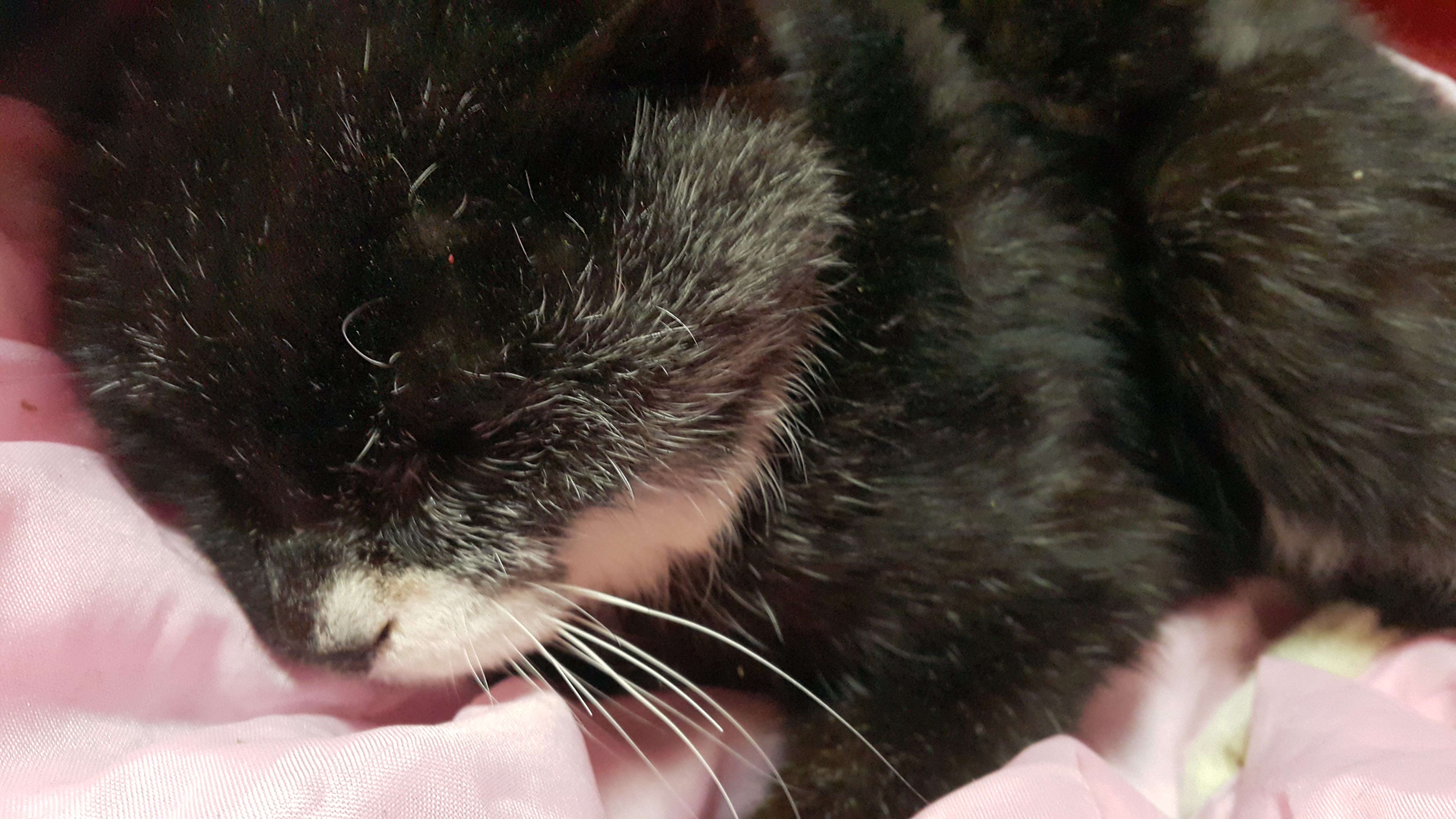 2004년에 입양한 깜순이와 베키 소식 전합니다