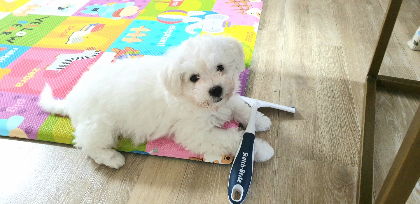 하이 잘 지내고 있어요 (입양 1주일 후기)