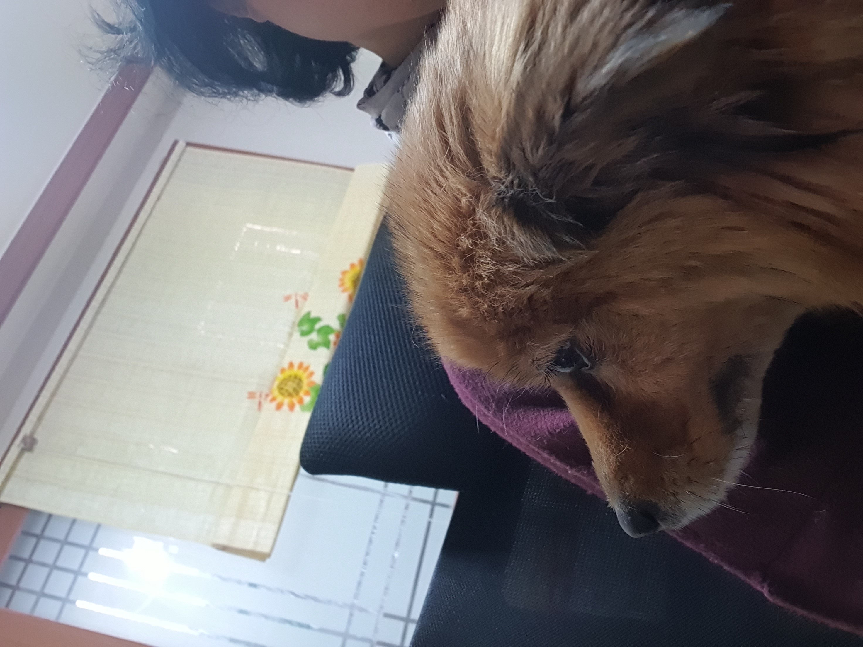 멜론이 입양 한달~~