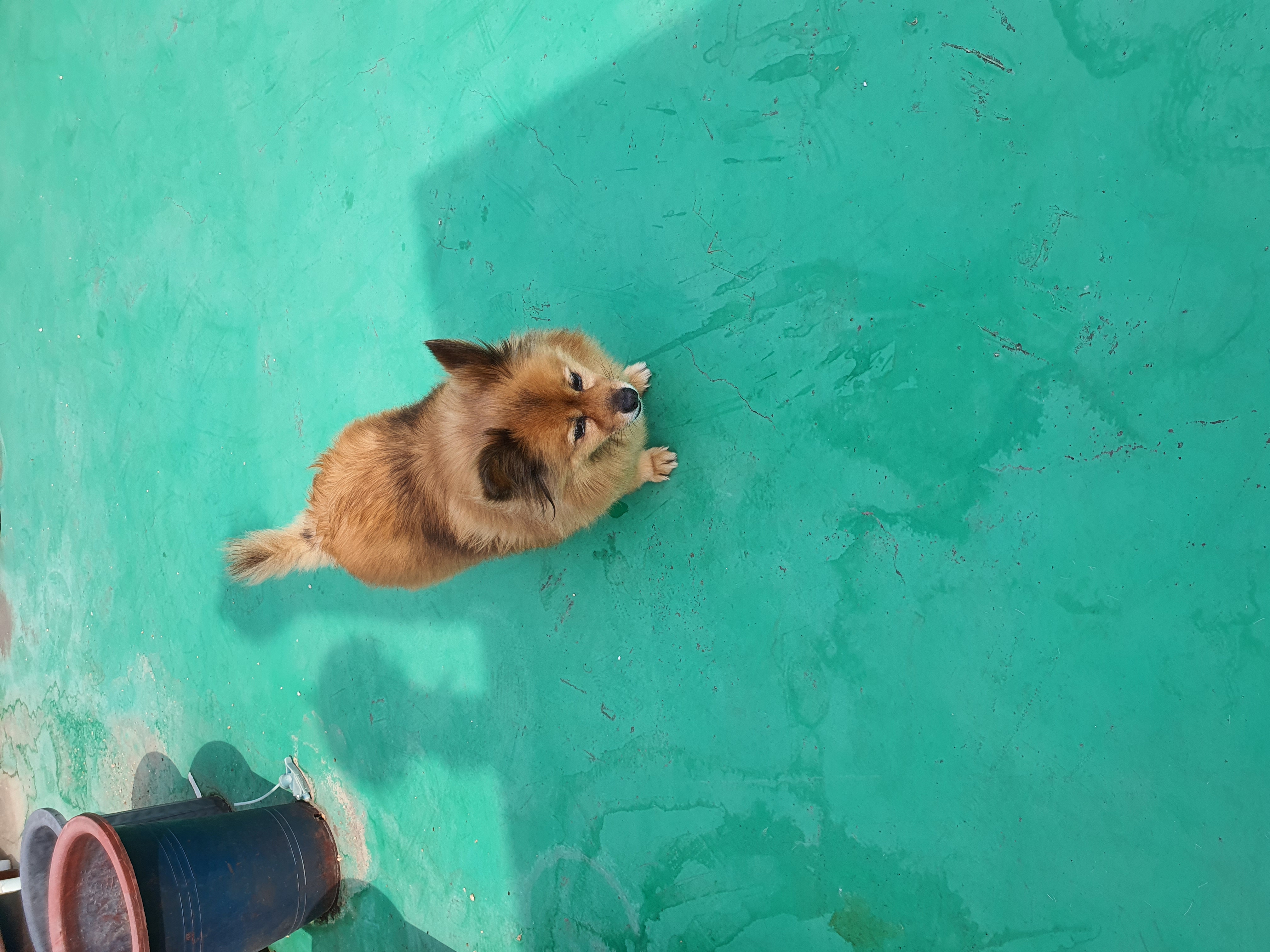 멜론이 입양 한달~~