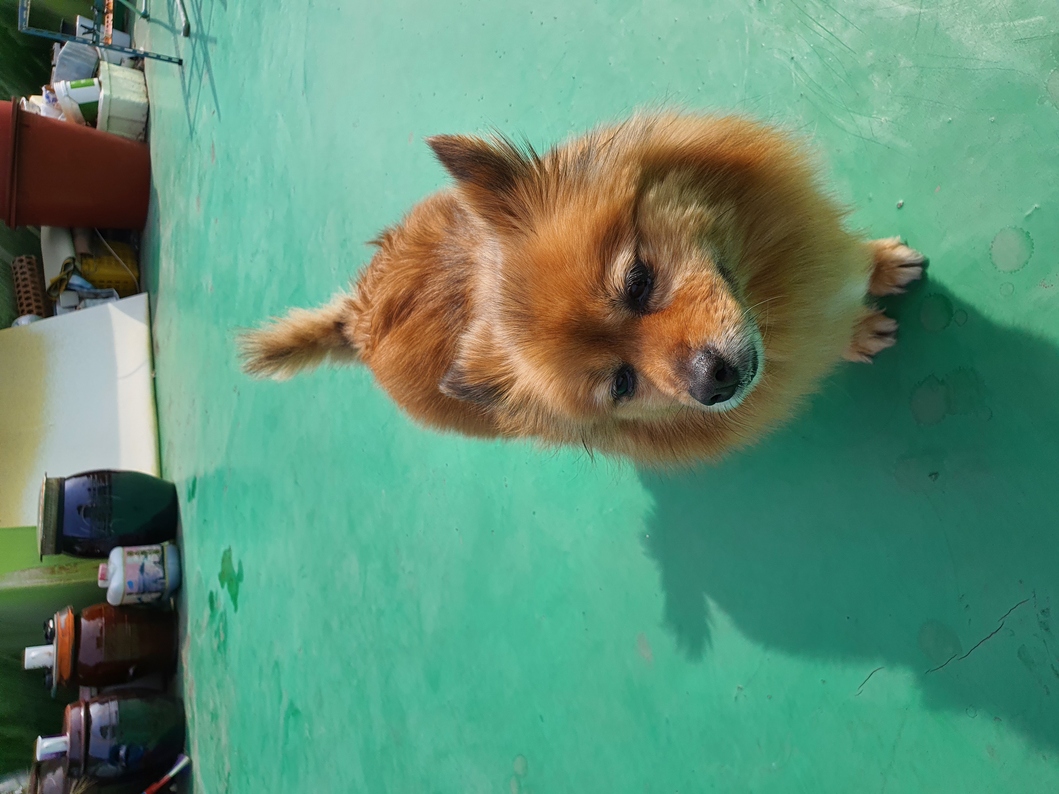 멜론이 입양 한달~~