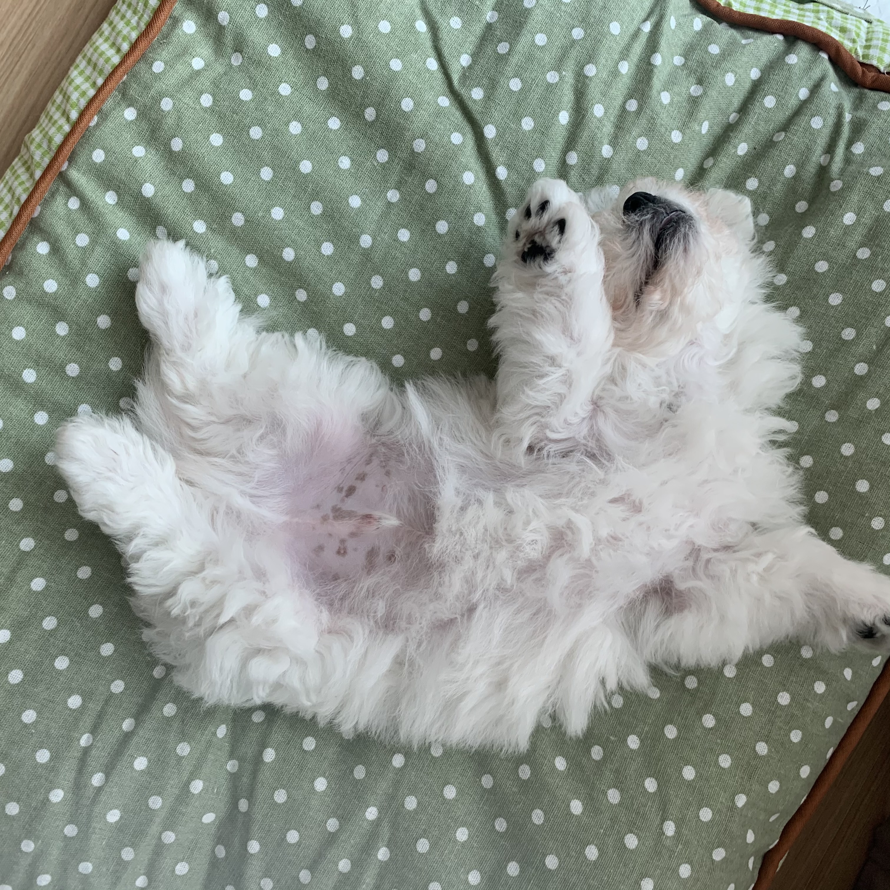 하일이 일주일차 입양후기🤍