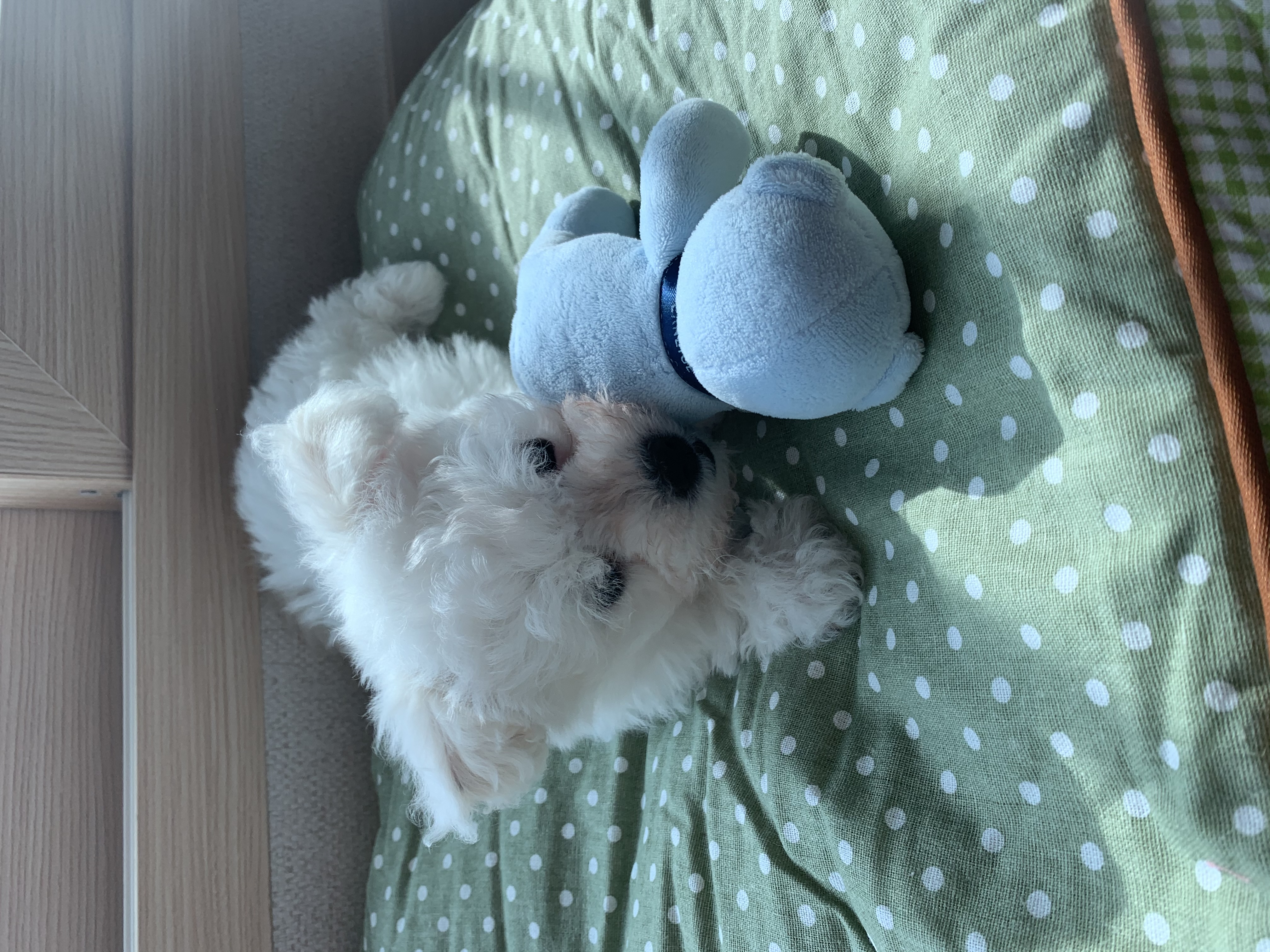 하일이 일주일차 입양후기🤍