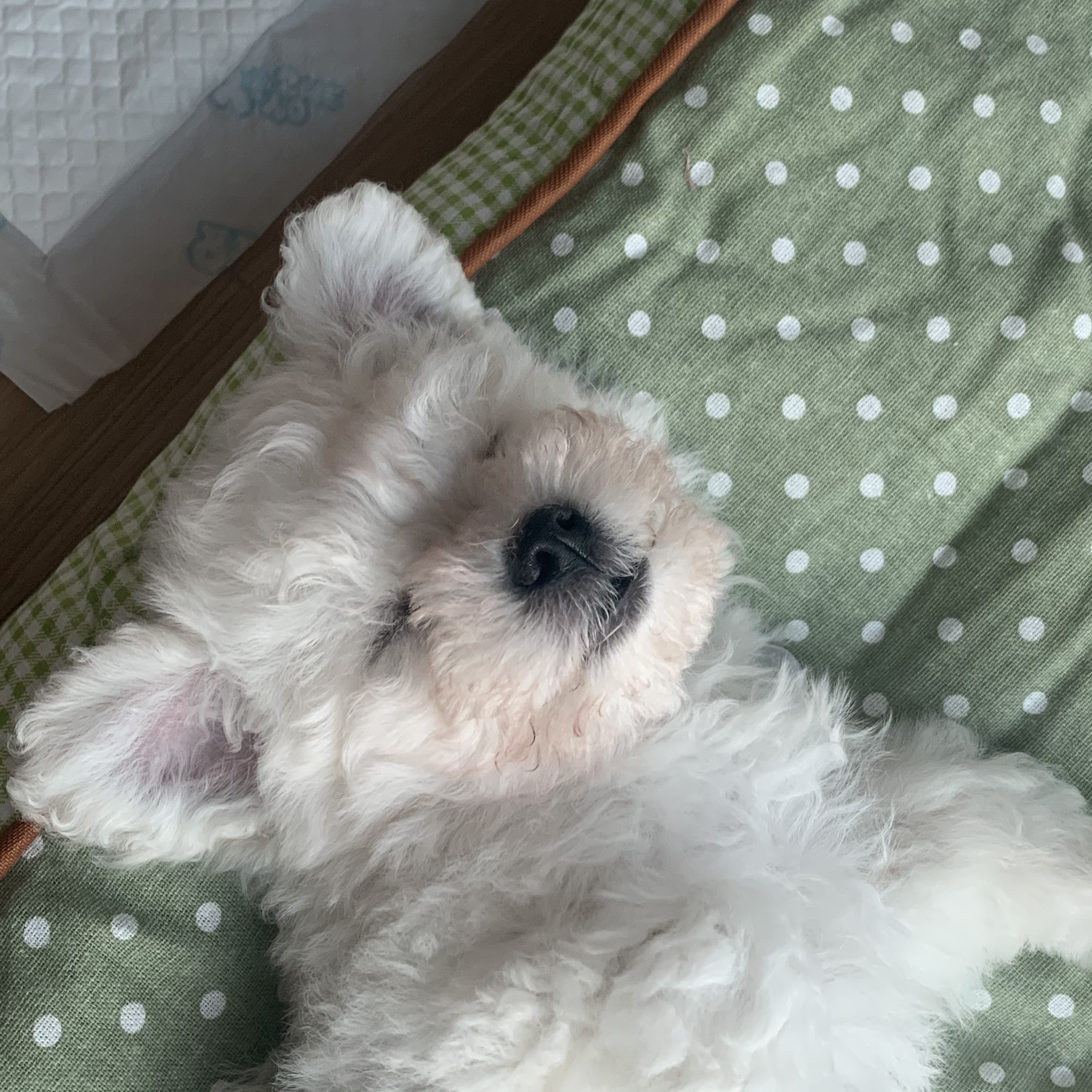 하일이 일주일차 입양후기🤍