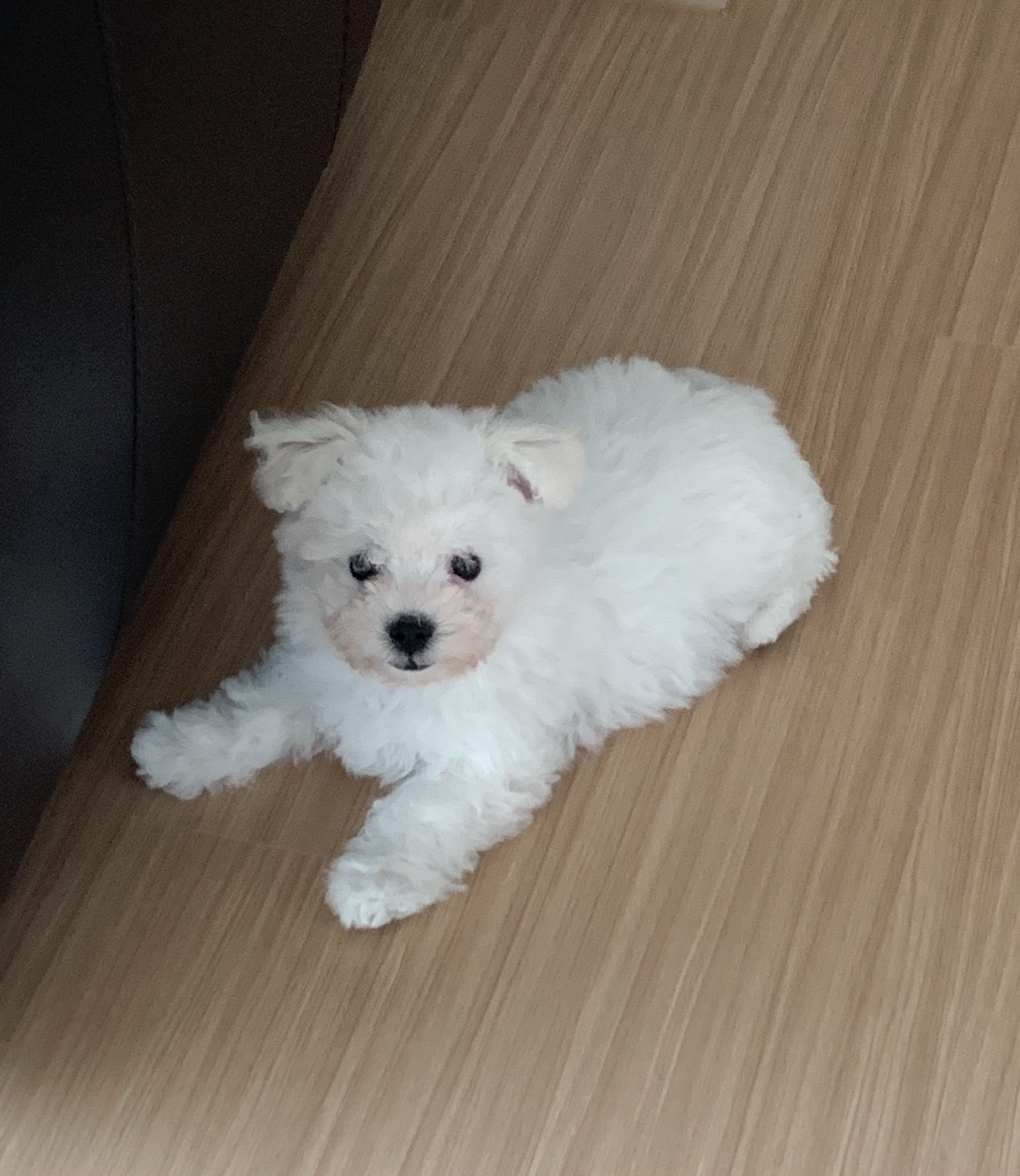 하일이 일주일차 입양후기🤍