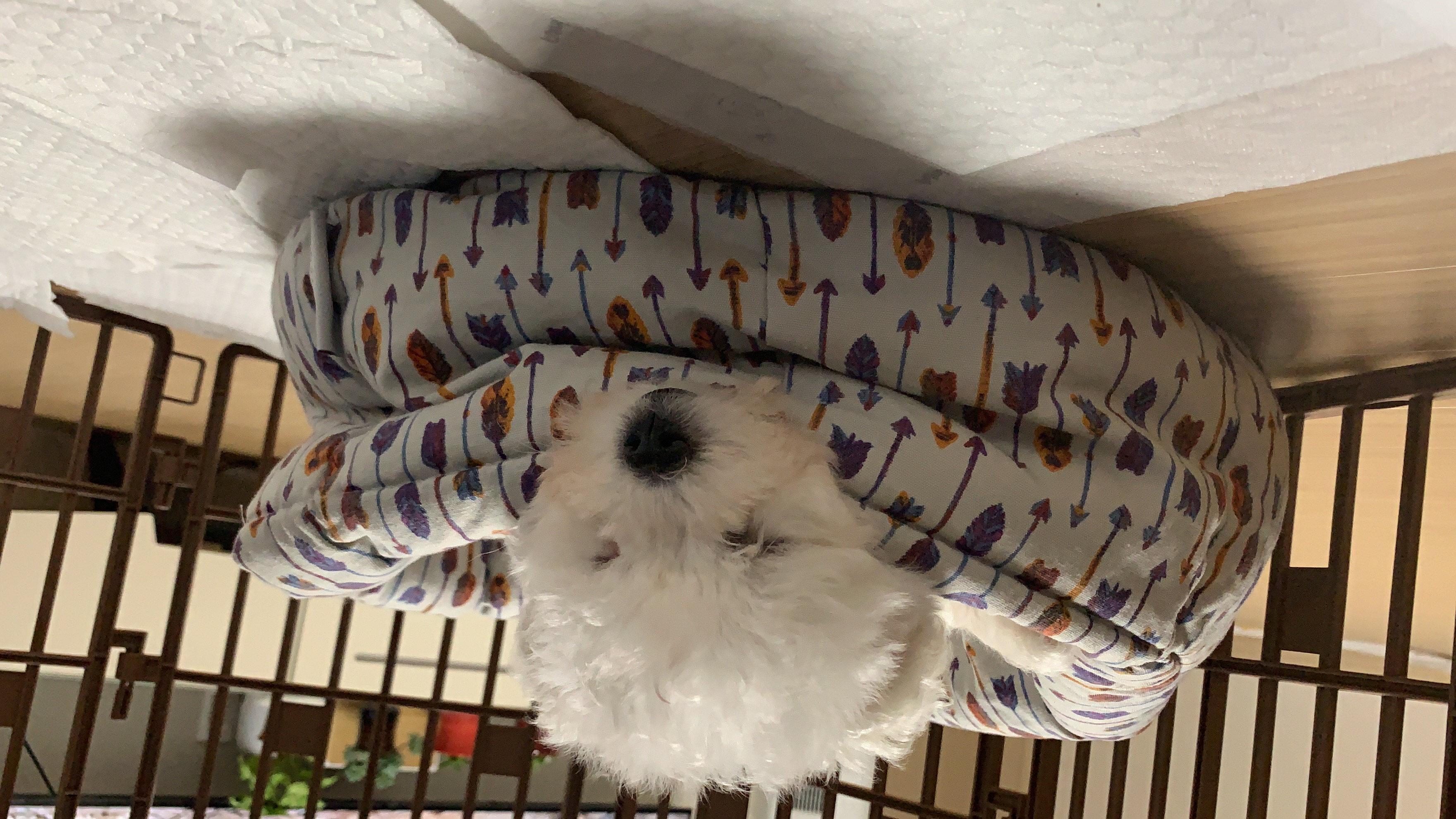 하일이 일주일차 입양후기🤍