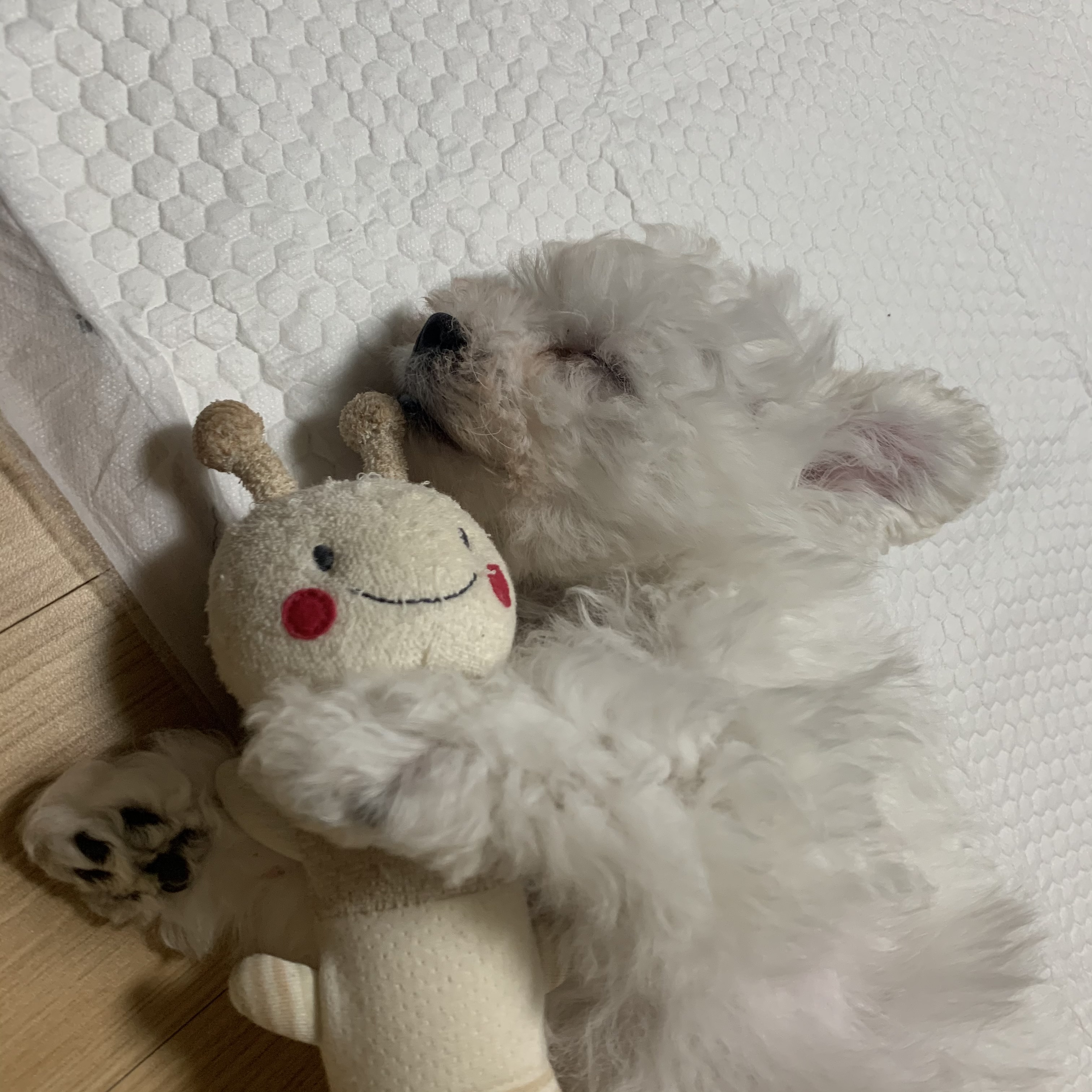 하일이 일주일차 입양후기🤍