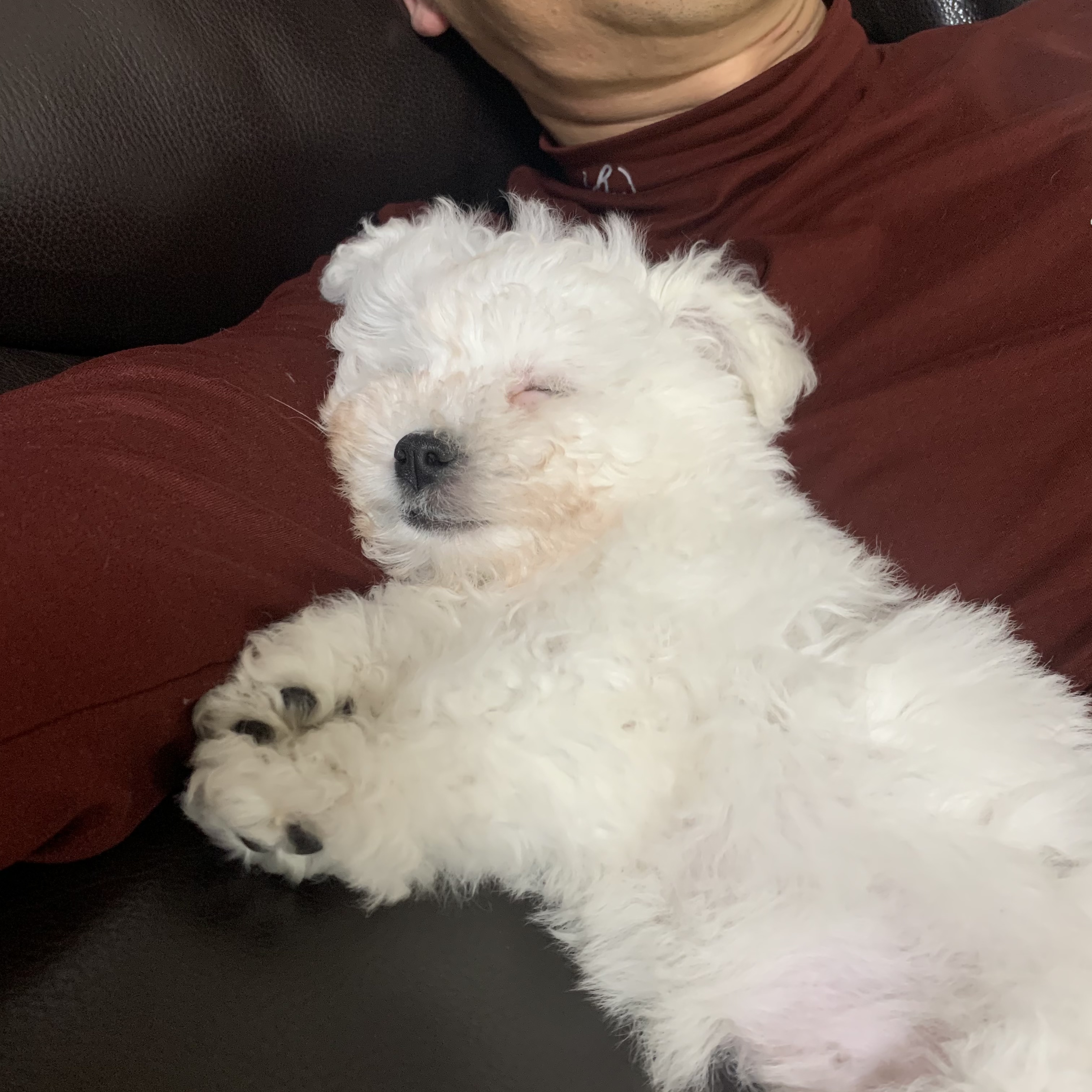 하일이 일주일차 입양후기🤍