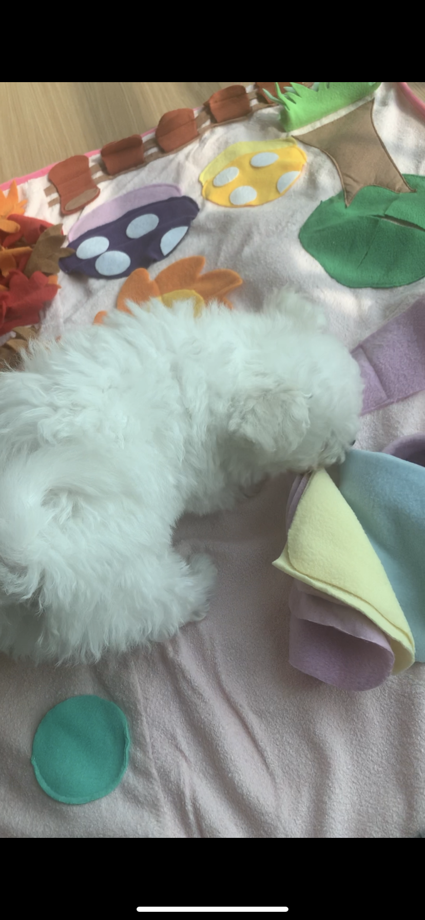 하일이 일주일차 입양후기🤍