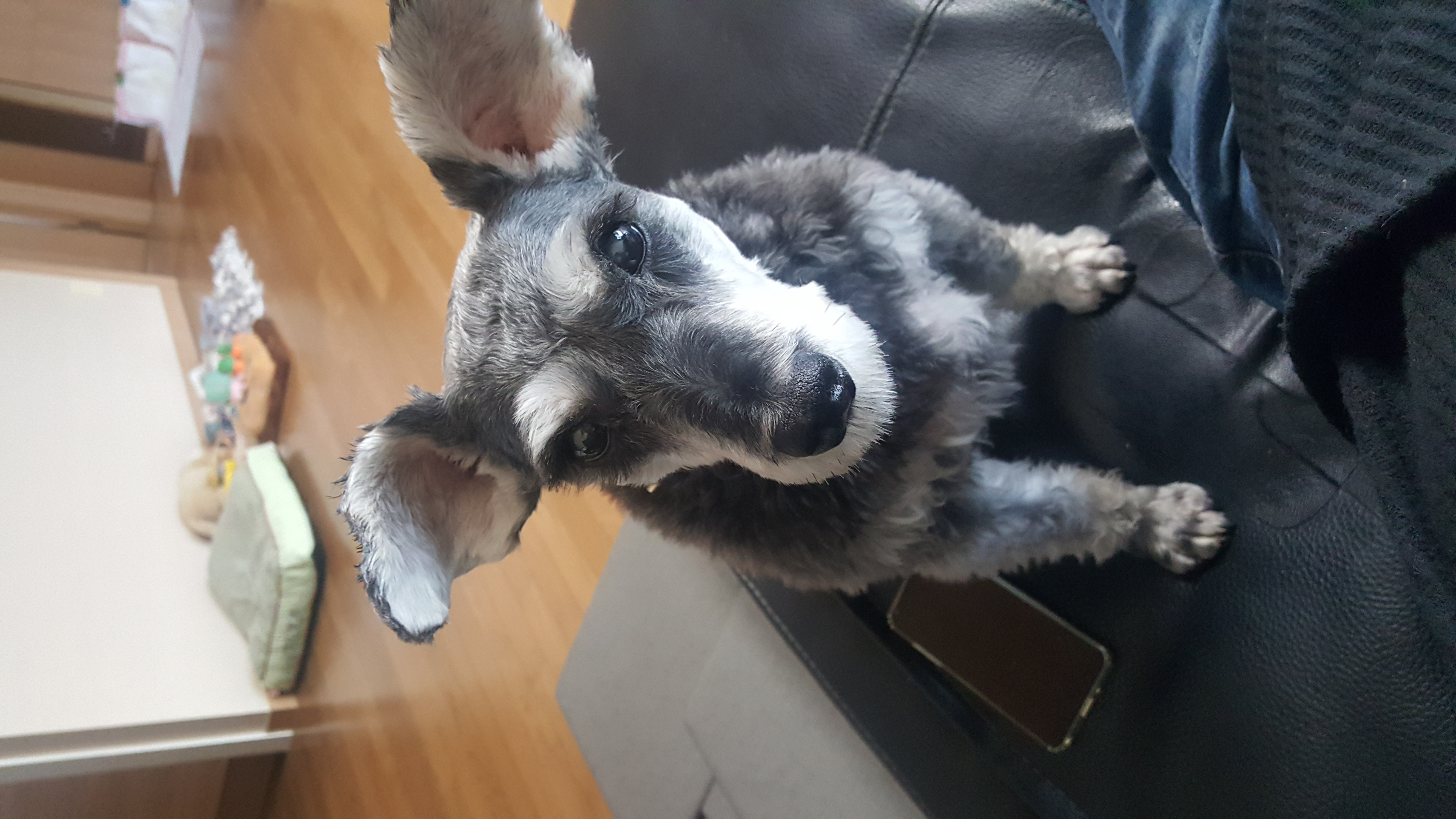 ♡슈나우저하몽 임보일기입니다♡