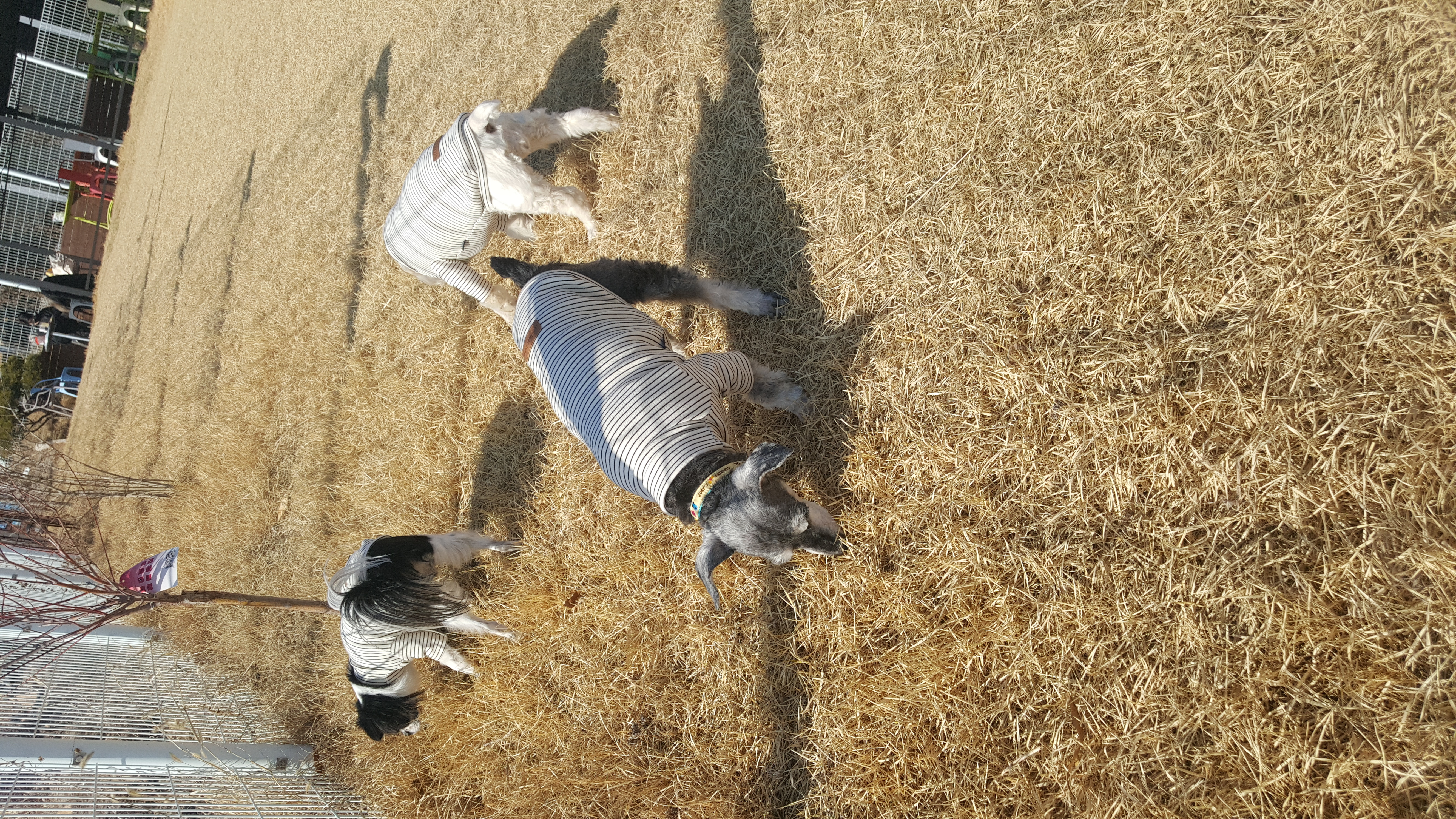 ♡슈나우저하몽 임보일기입니다♡