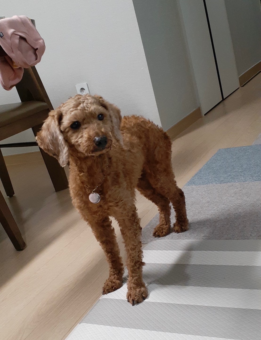 다올이가 된 푸미