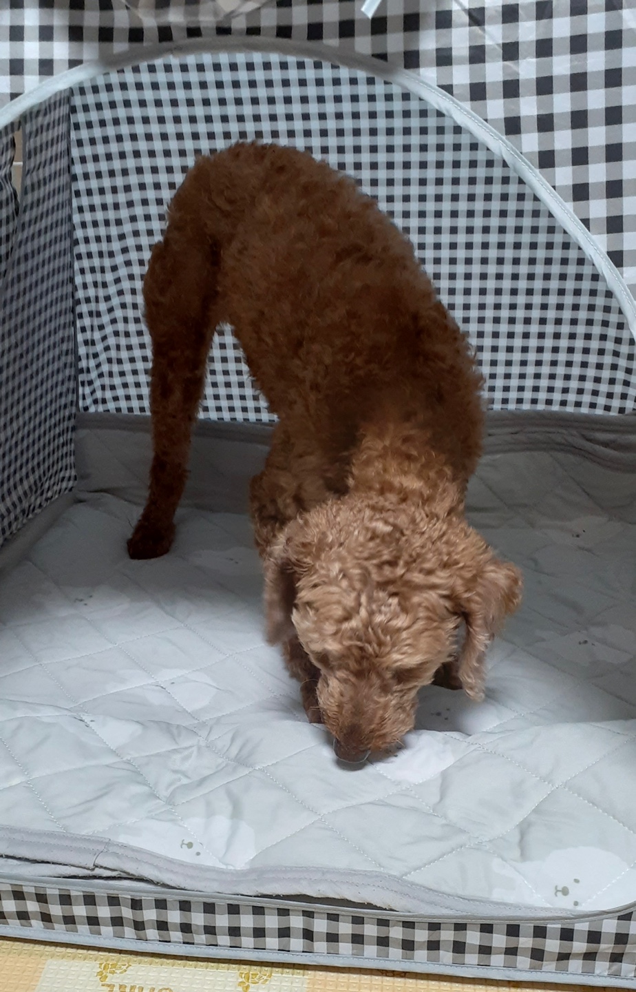 다올이가 된 푸미