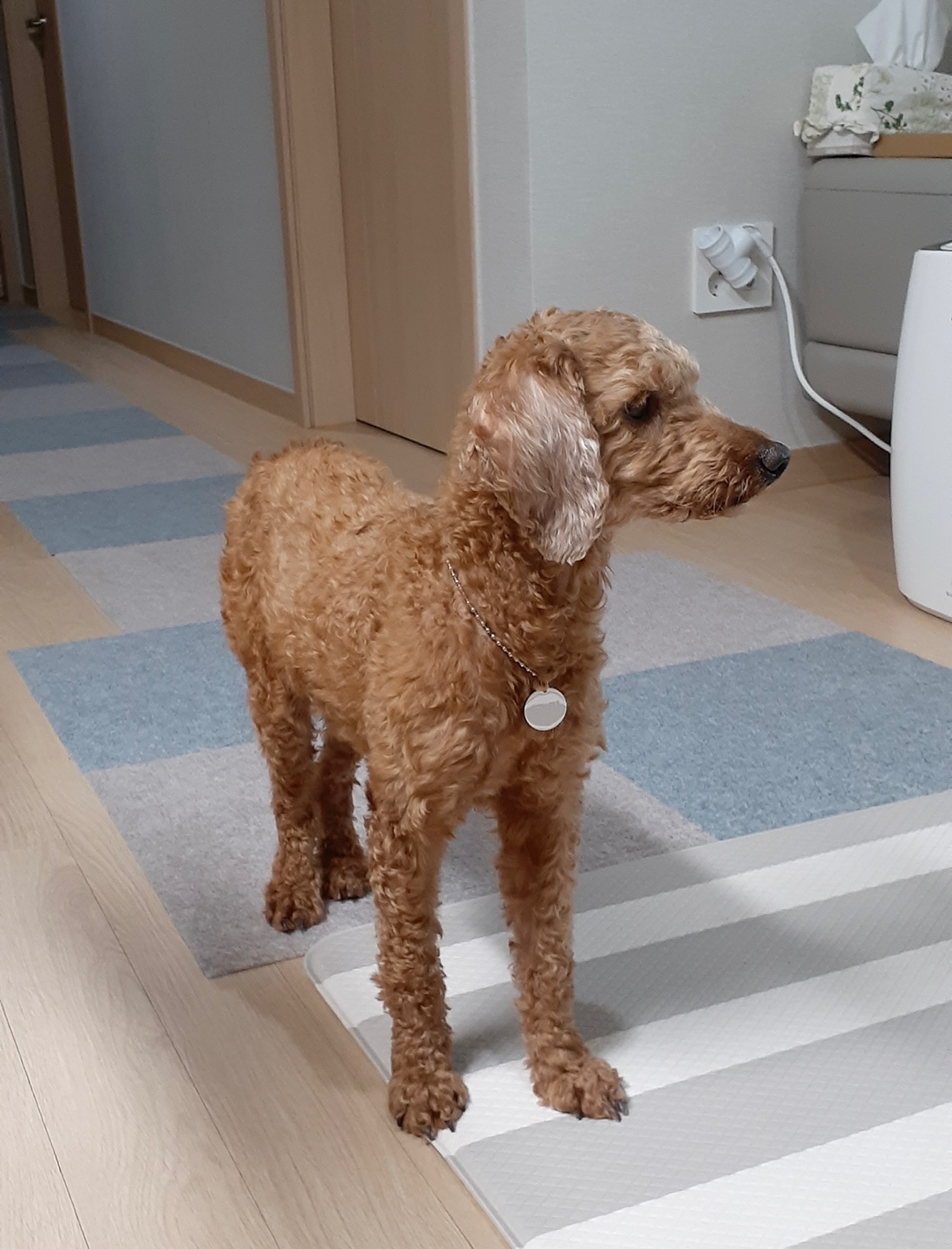 다올이가 된 푸미