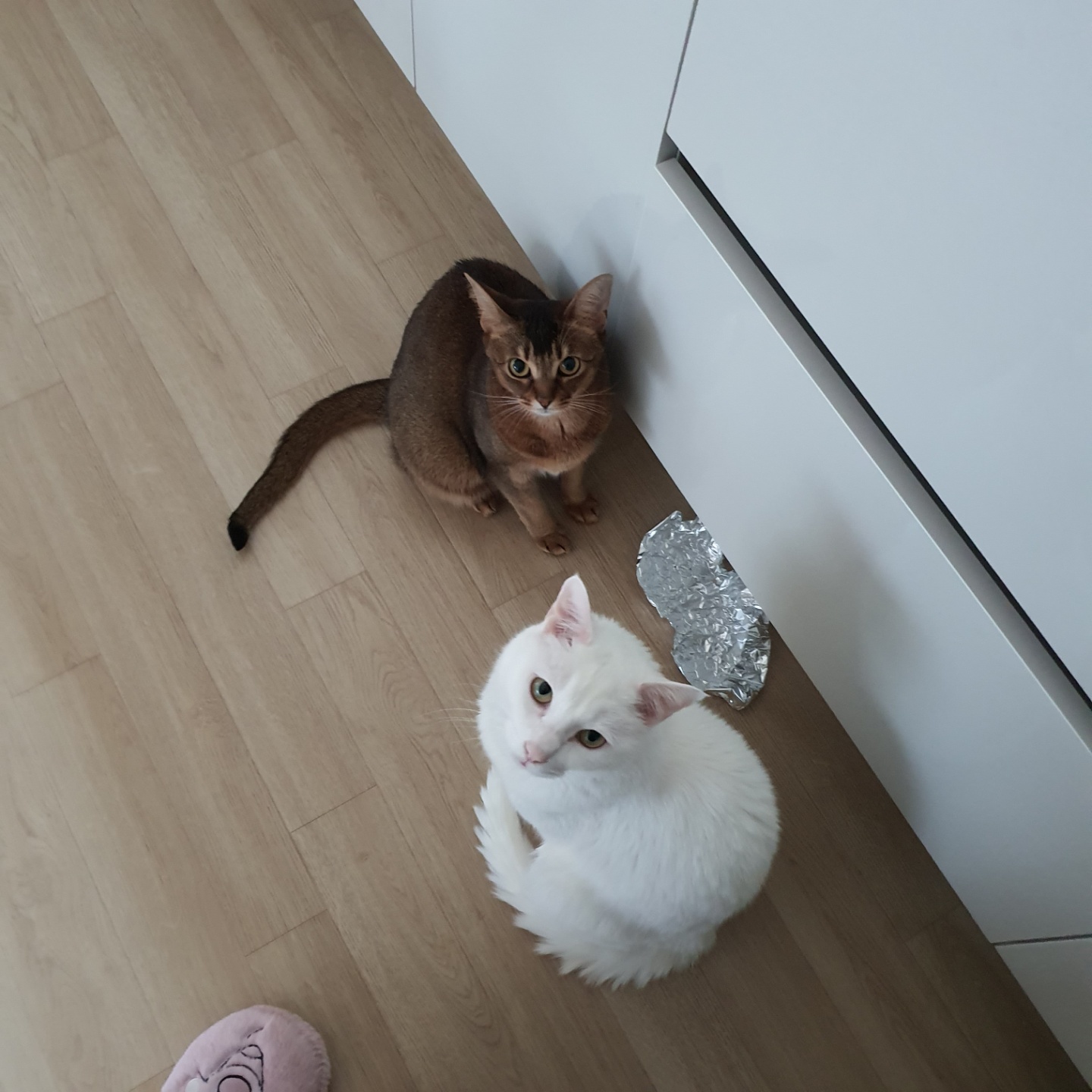 뽈이 소식 4년 만에 전하네요