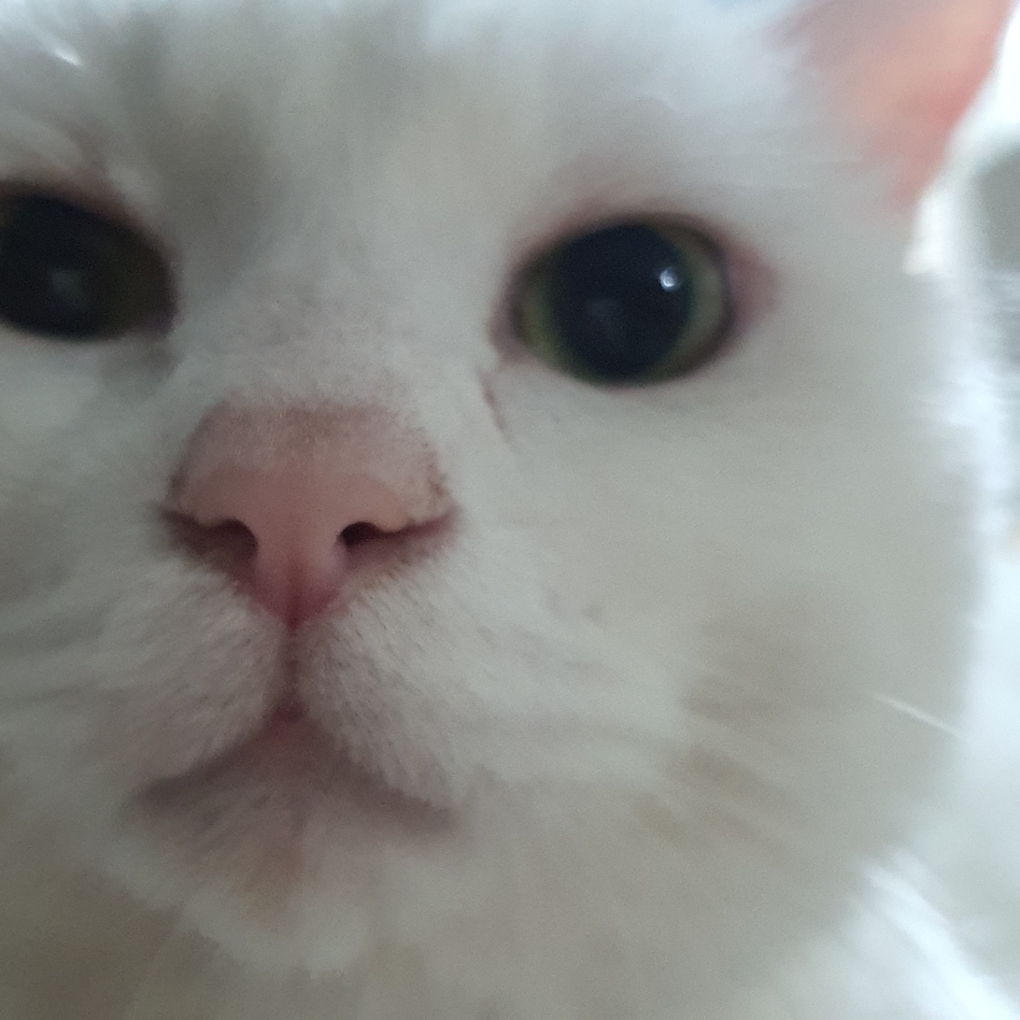 뽈이 소식 4년 만에 전하네요