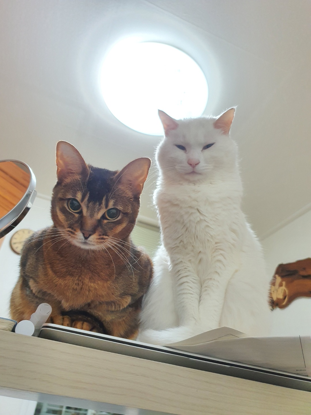 뽈이 소식 4년 만에 전하네요