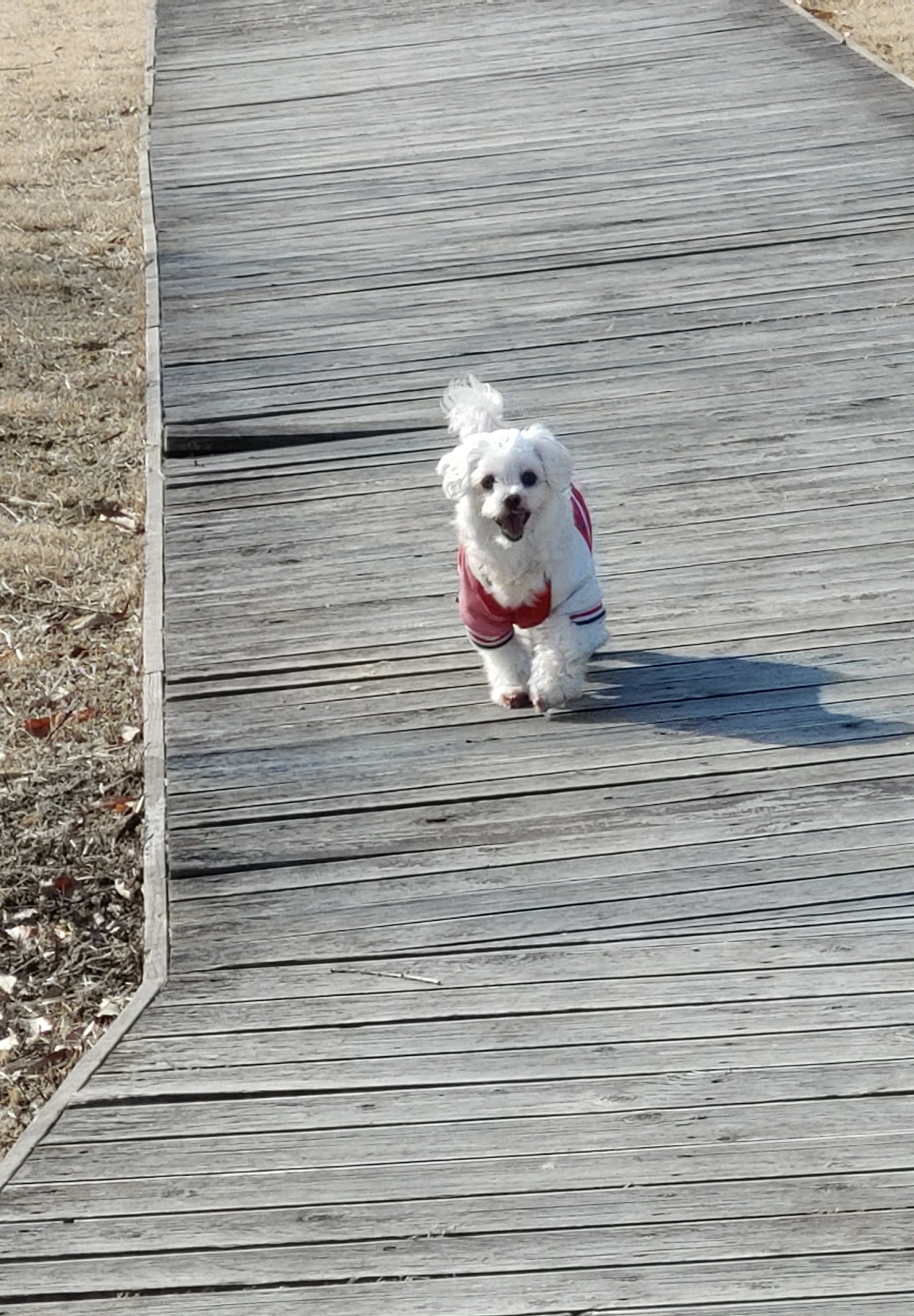 블레스 와 세복