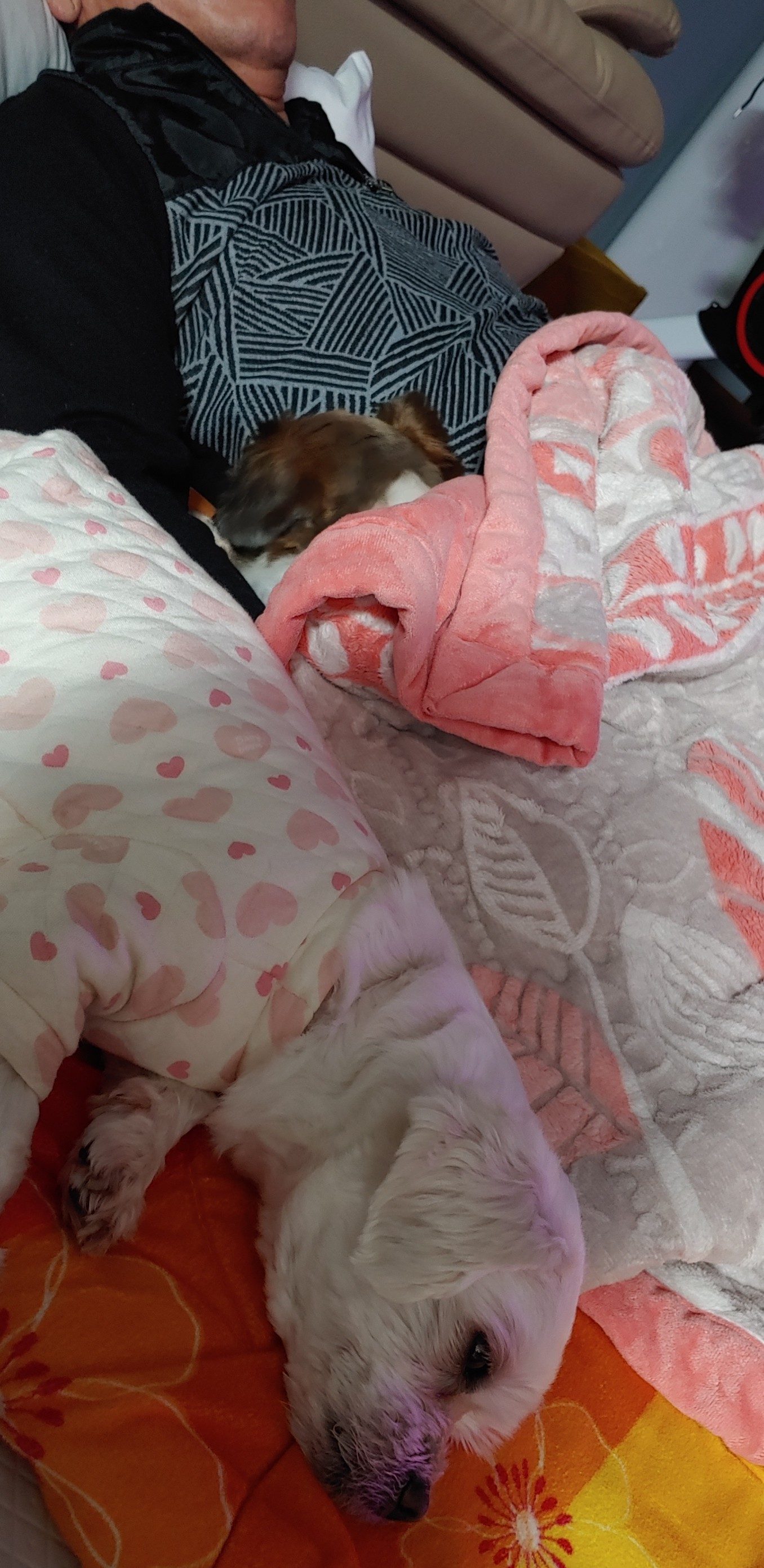 블레스 와 세복