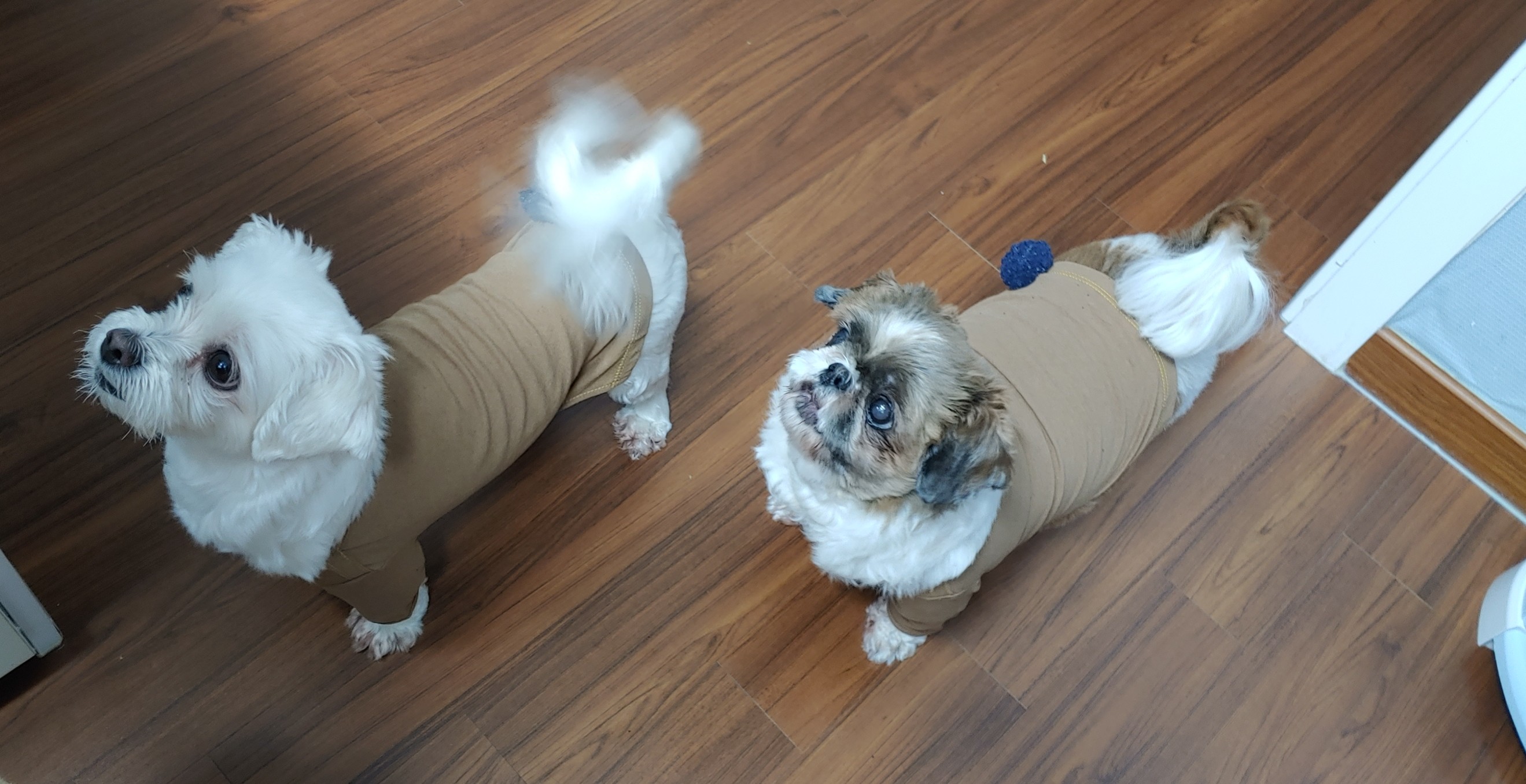 블레스 와 세복