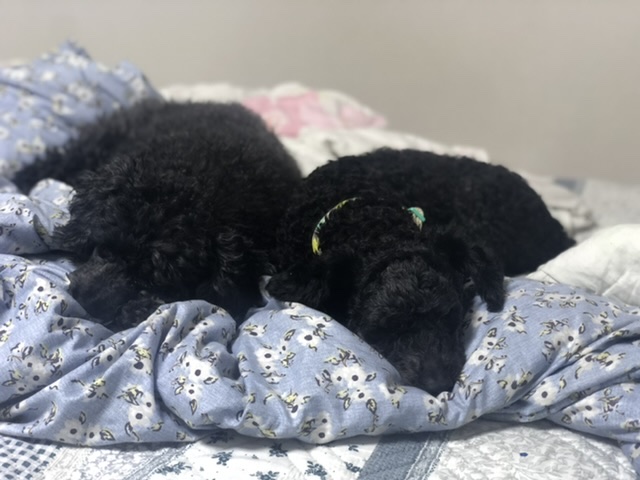 [곤지암번식장 구조견 임시보호중] 릴리(곤지암-12)가 이제 자기 이름도 알아듣나봐요!