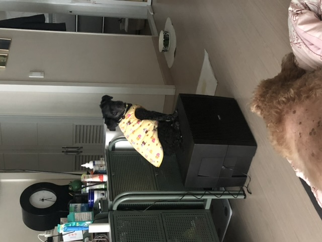 [곤지암번식장 구조견 임시보호중] 릴리(곤지암-12)가 이제 자기 이름도 알아듣나봐요!