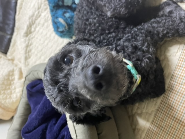 [곤지암번식장 구조견 임시보호중] 릴리(곤지암-12)가 이제 자기 이름도 알아듣나봐요!