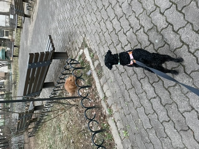 [곤지암번식장 구조견 임시보호중] 릴리(곤지암-12)가 이제 자기 이름도 알아듣나봐요!