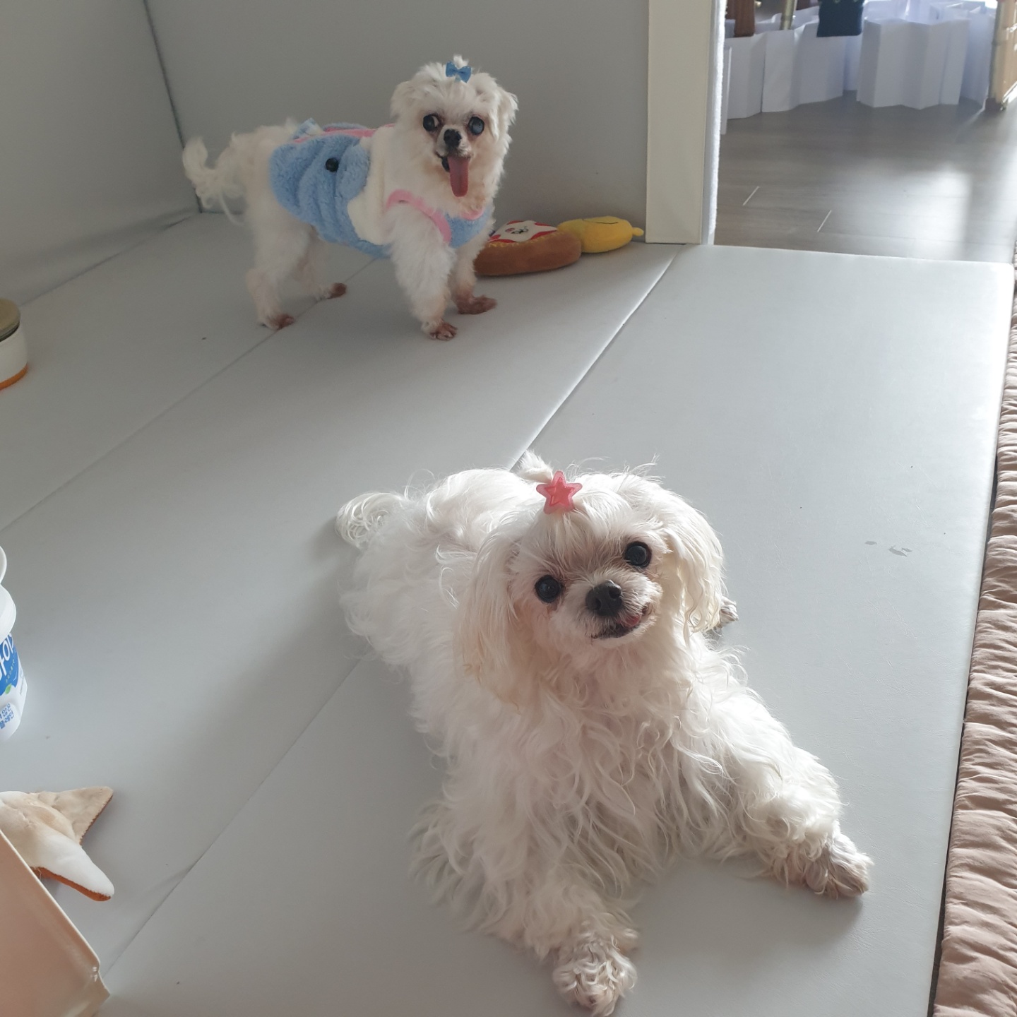 아름다운 꽃순이랑 멋진 금동이