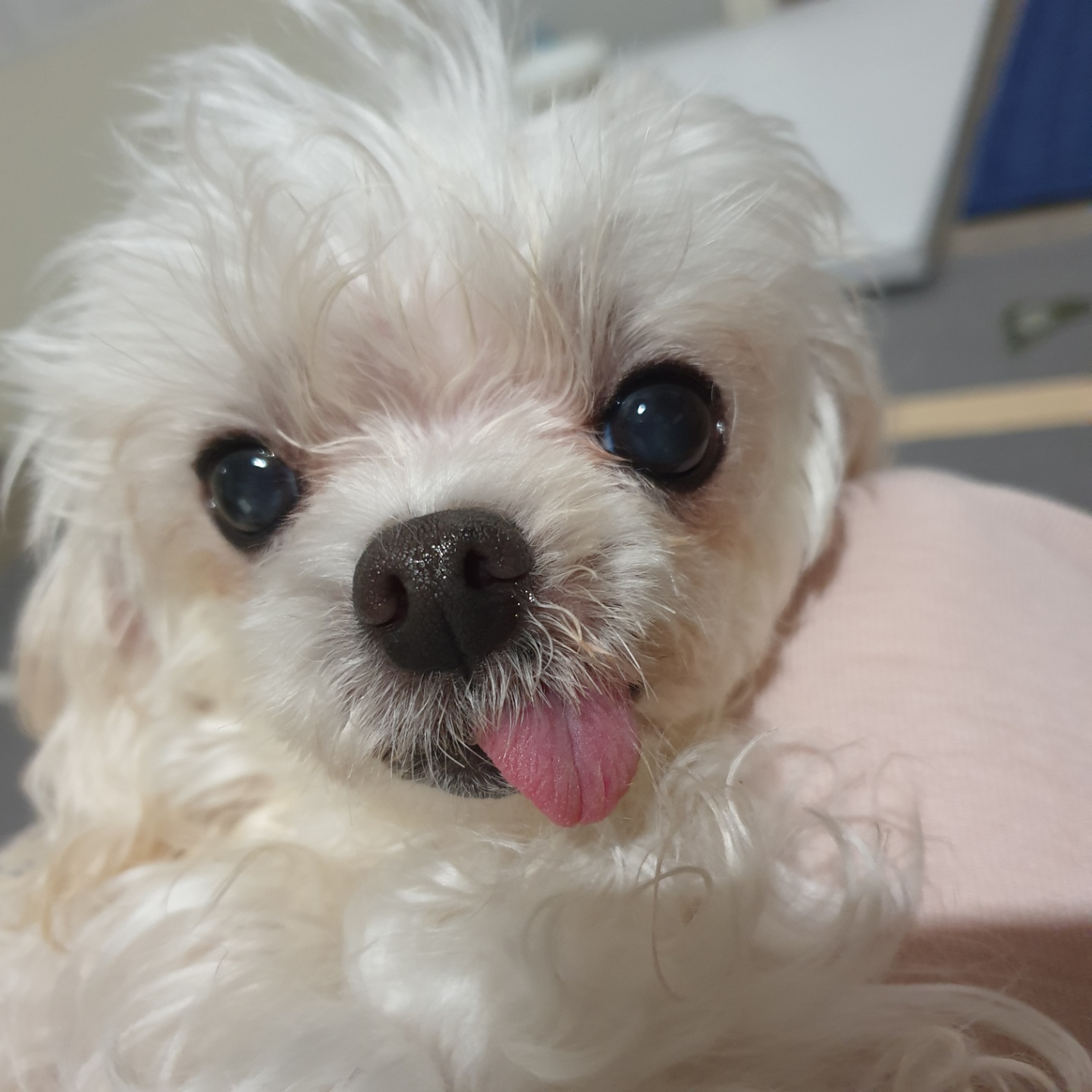 아름다운 꽃순이랑 멋진 금동이