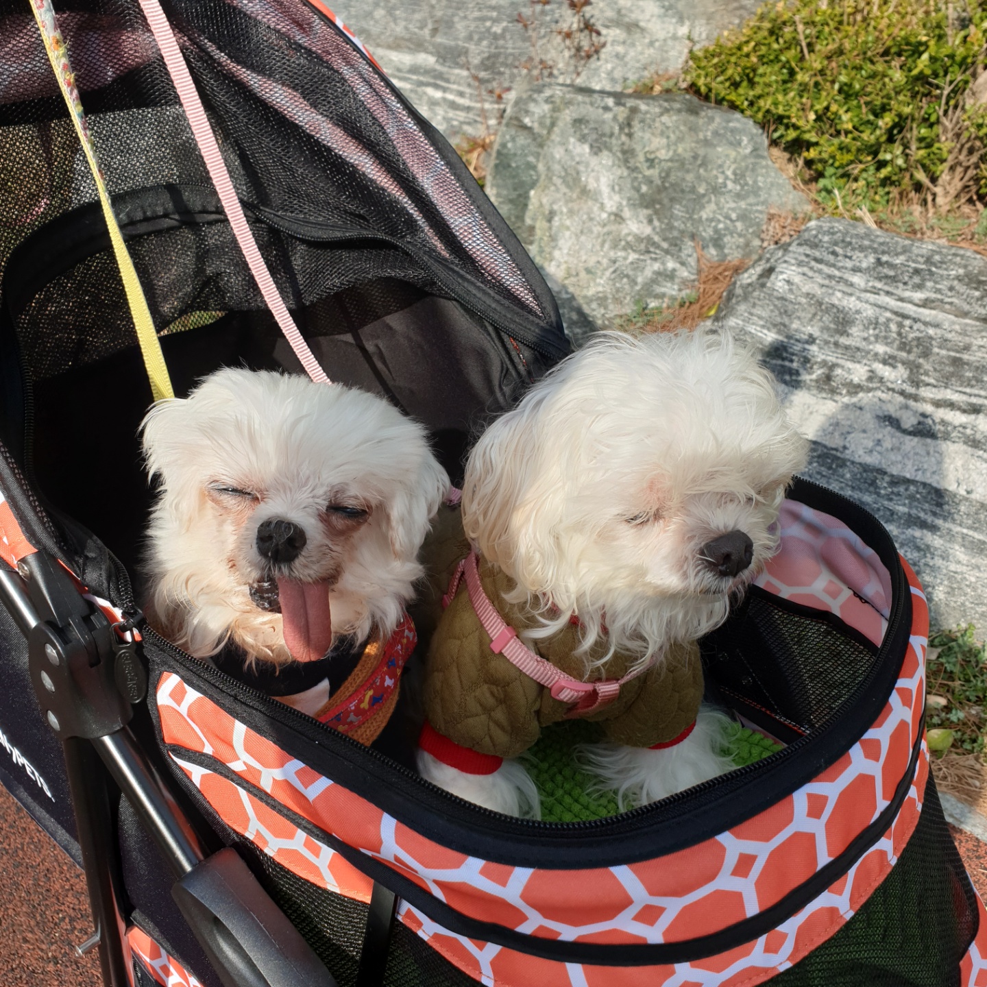 아름다운 꽃순이랑 멋진 금동이