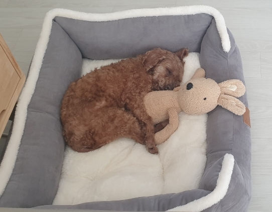 새로운 가족(곤지암 군밤이)