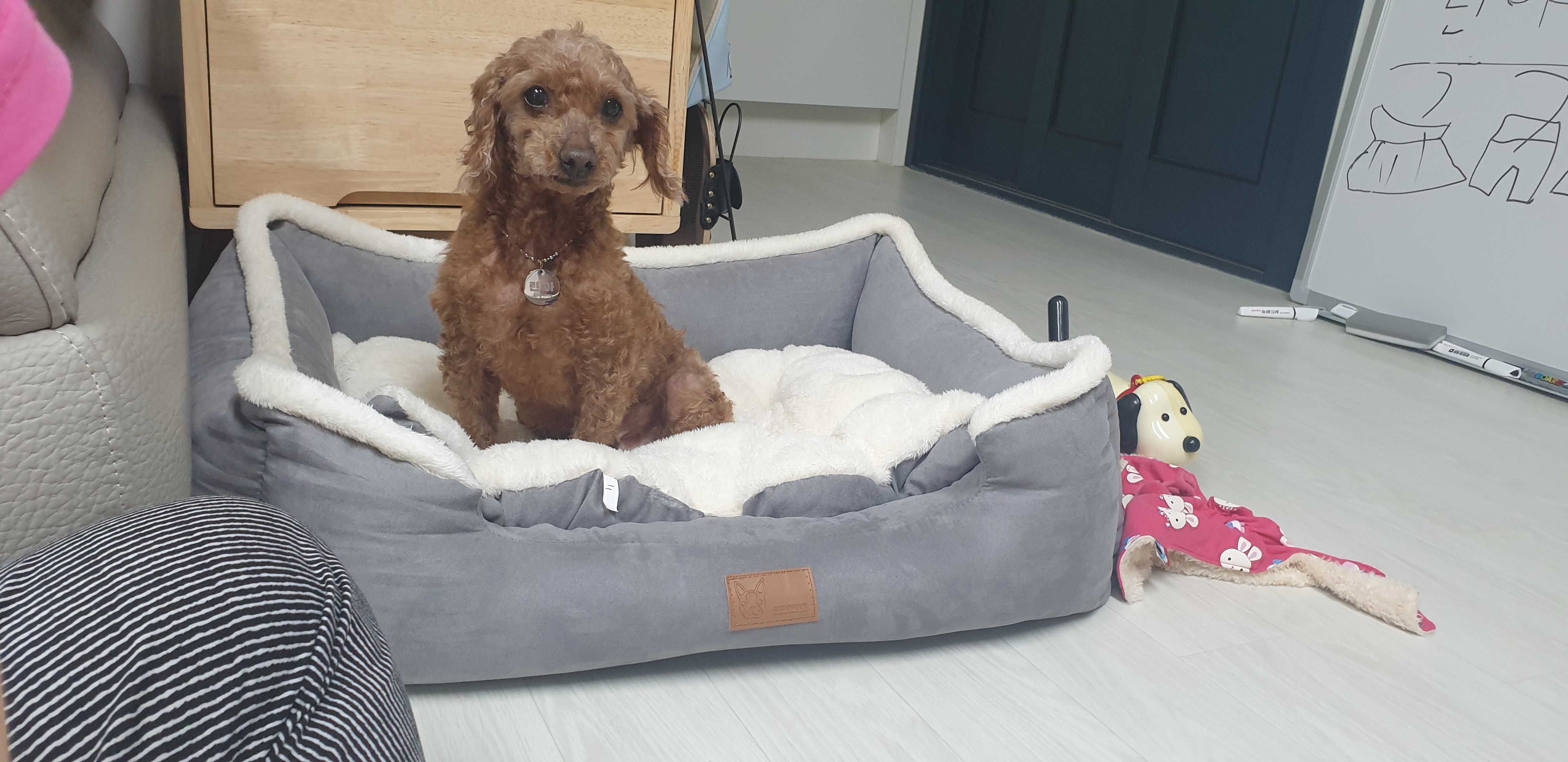 새로운 가족(곤지암 군밤이)