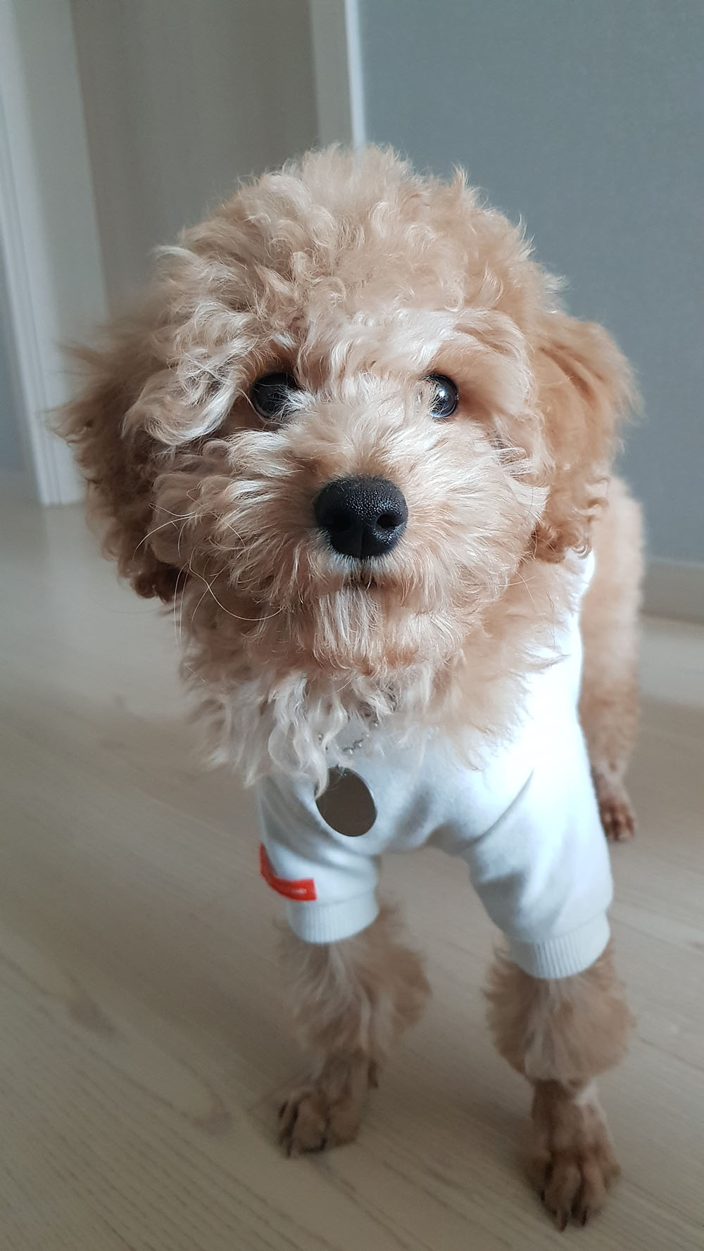 곤지암 푸일이 (코코)이 입양 일주일차 입양후기 