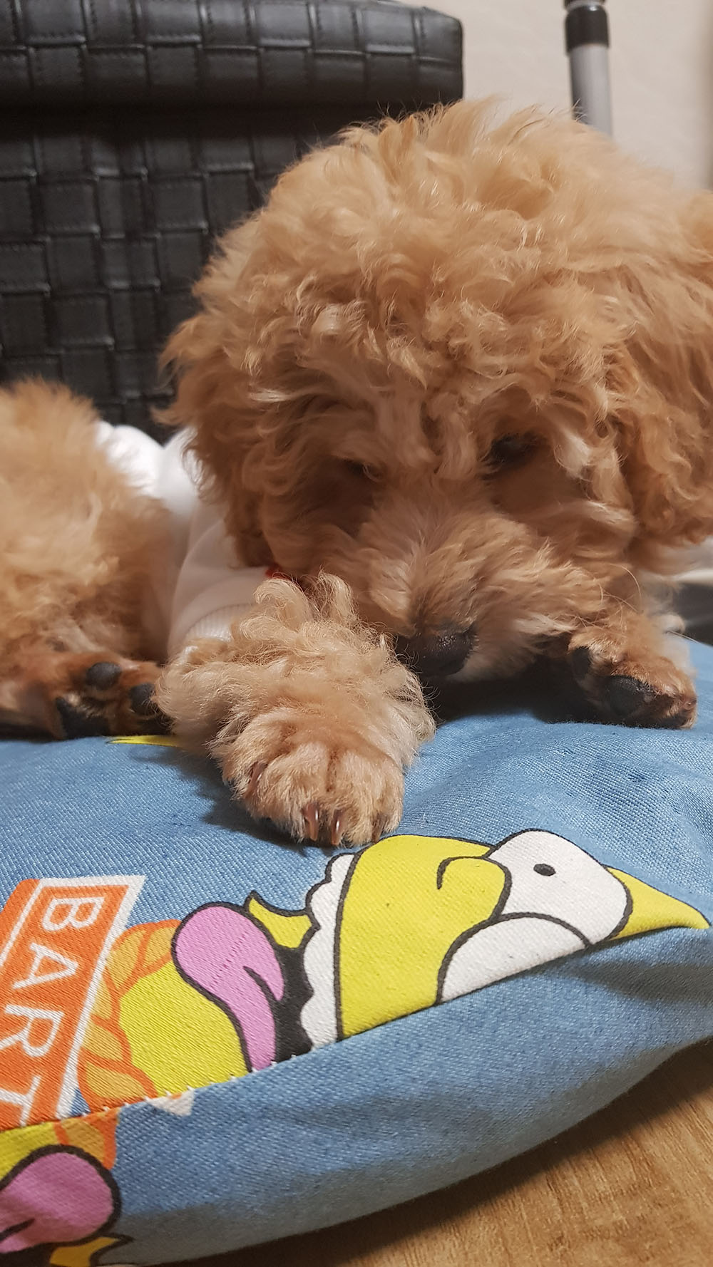 곤지암 푸일이 (코코)이 입양 일주일차 입양후기 