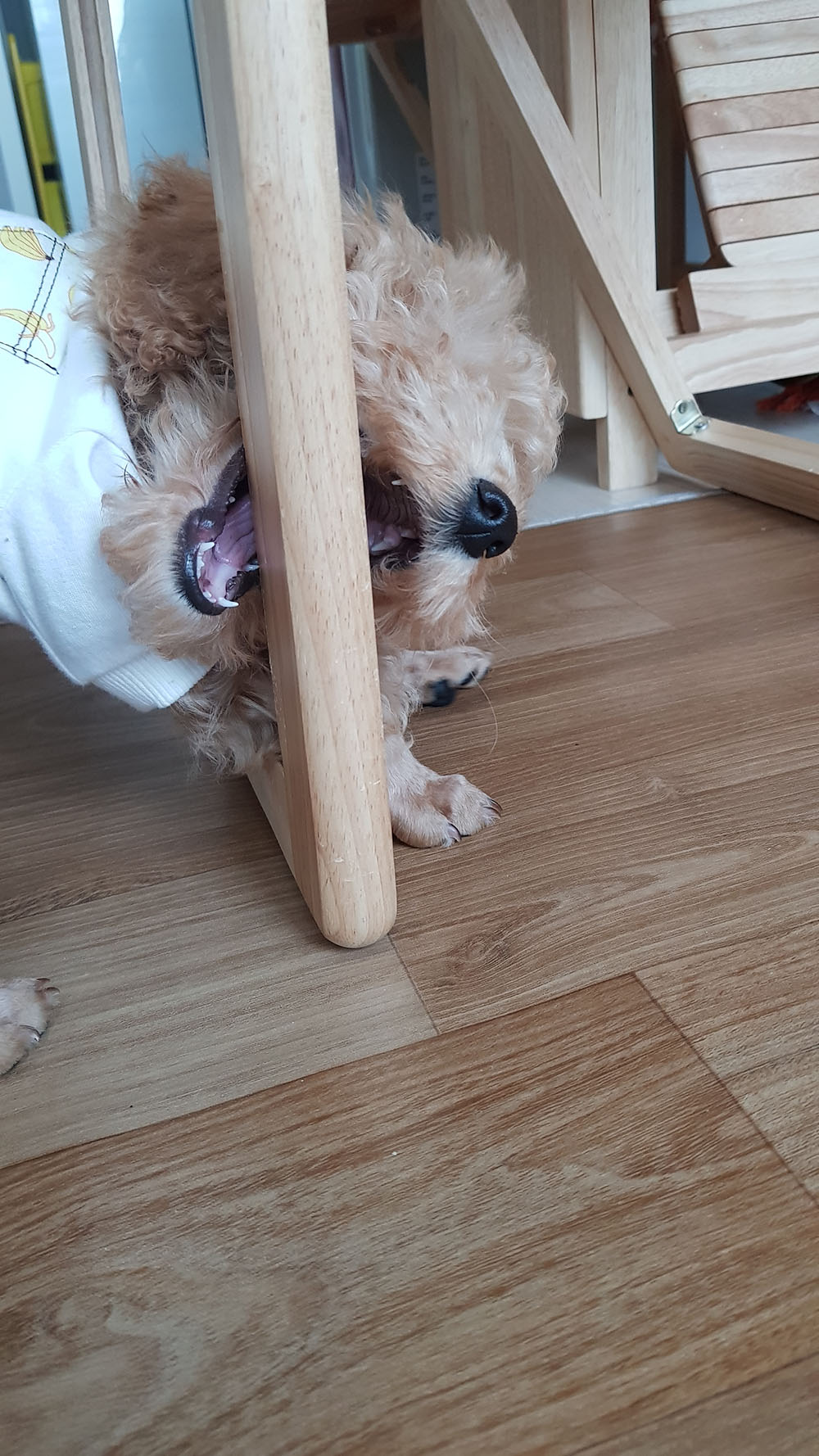 곤지암 푸일이 (코코)이 입양 일주일차 입양후기 