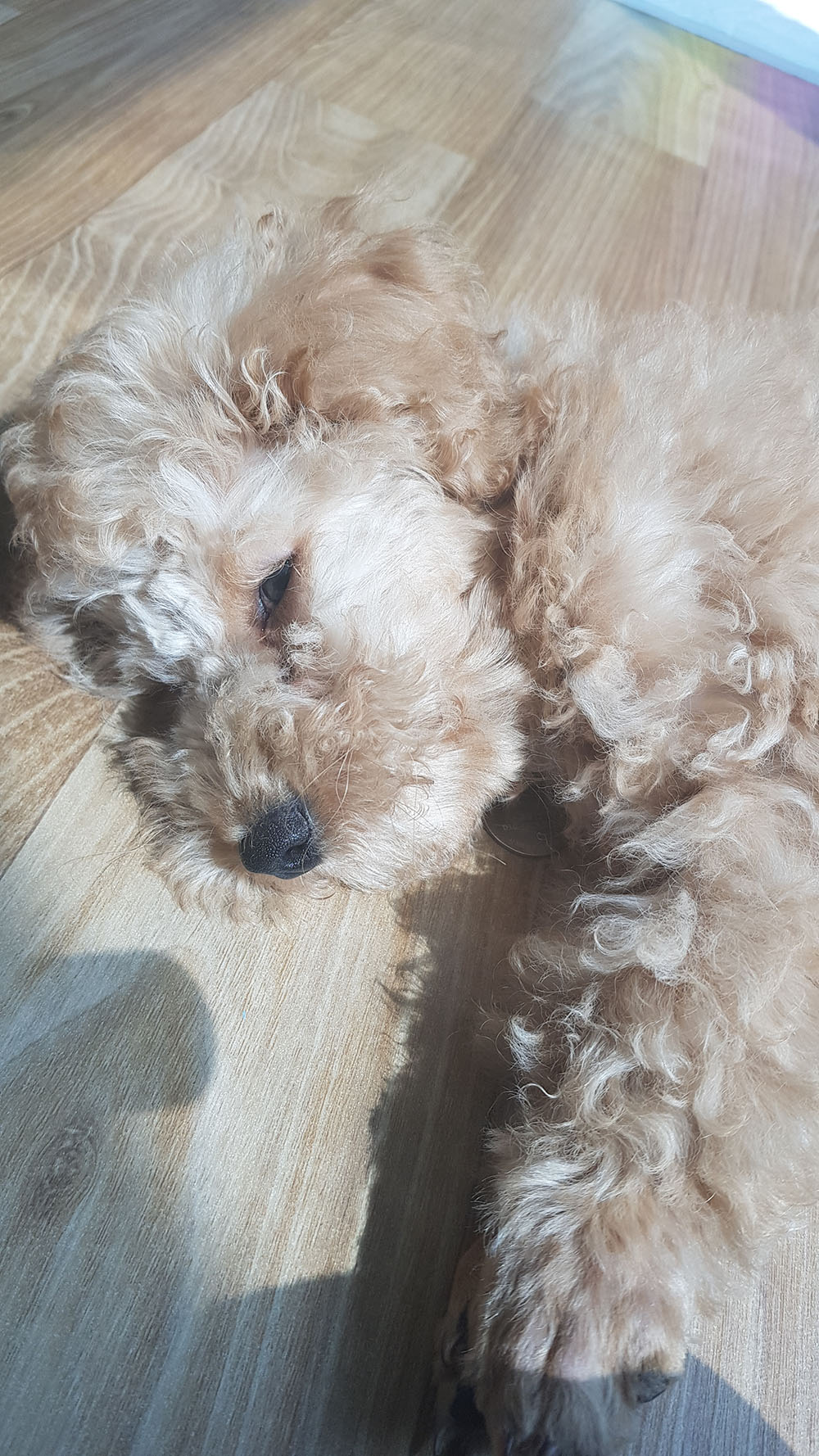 곤지암 푸일이 (코코)이 입양 일주일차 입양후기 