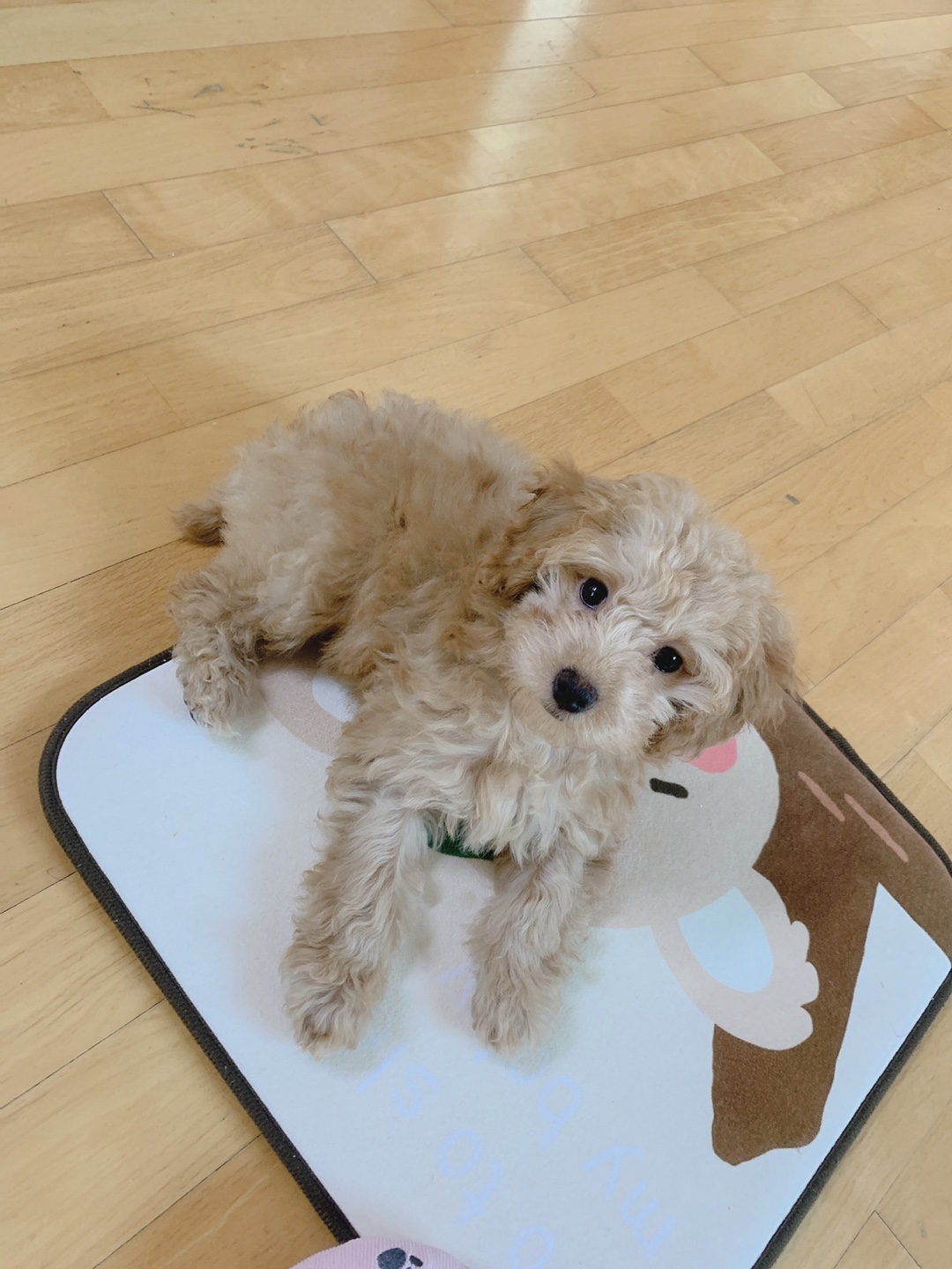 초이(해삼)이 1차 후기 입니다~!