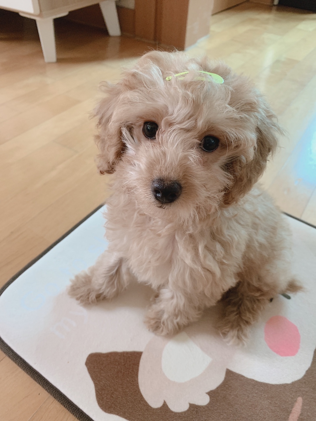 초이(해삼)이 1차 후기 입니다~!